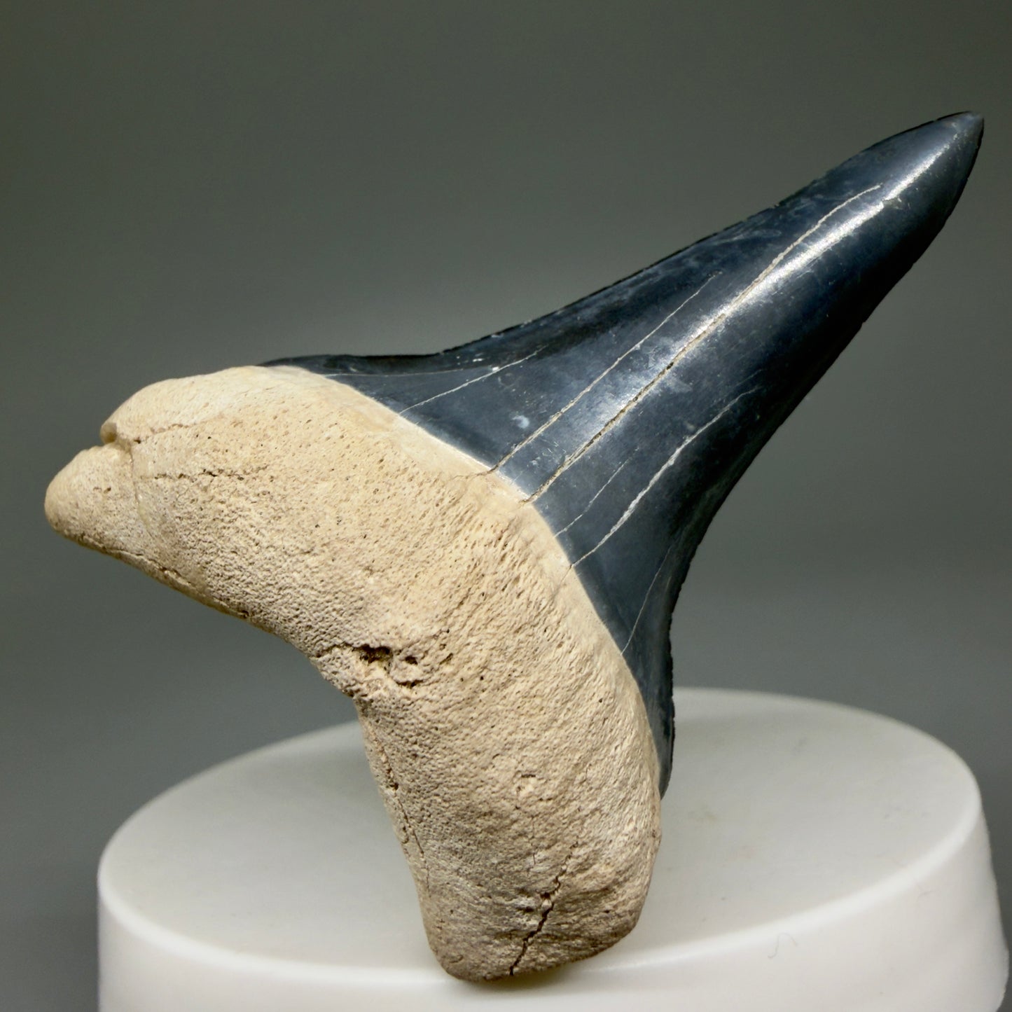 Front View Lower 2.30" Fossil Extinct Mako - Isurus hastalis Shark Tooth from Bone Valley, FL - Outstanding!! M607 - 2