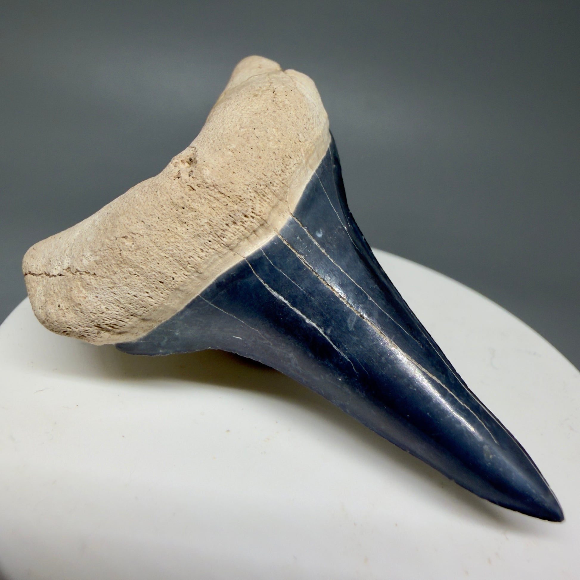 Front Left View Lower 2.30" Fossil Extinct Mako - Isurus hastalis Shark Tooth from Bone Valley, FL - Outstanding!! M607