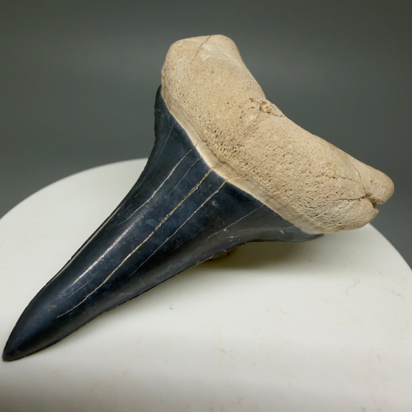 Front Right View Lower 2.30" Fossil Extinct Mako - Isurus hastalis Shark Tooth from Bone Valley, FL - Outstanding!! M607