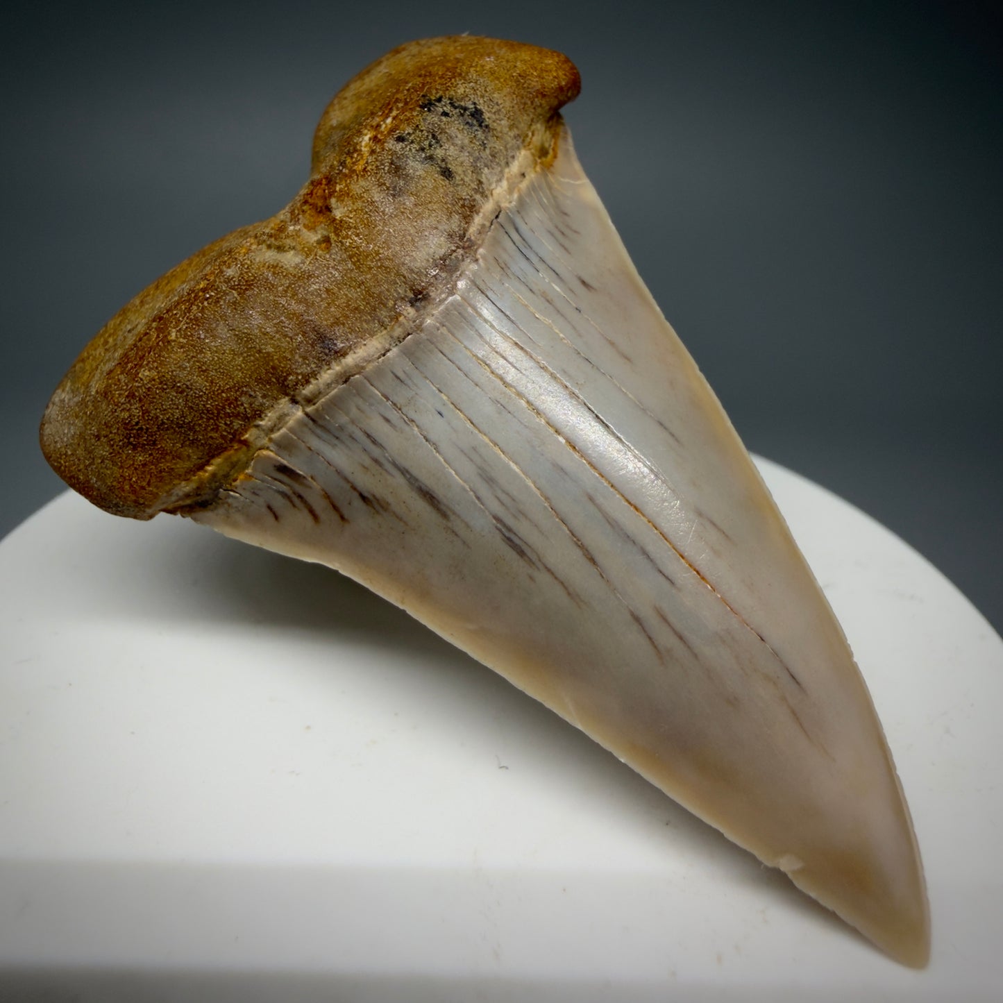Front Left View 2.33" Fossil Extinct Mako - Isurus hastalis Shark Tooth - Bakersfield, CA - Large, colorful M606