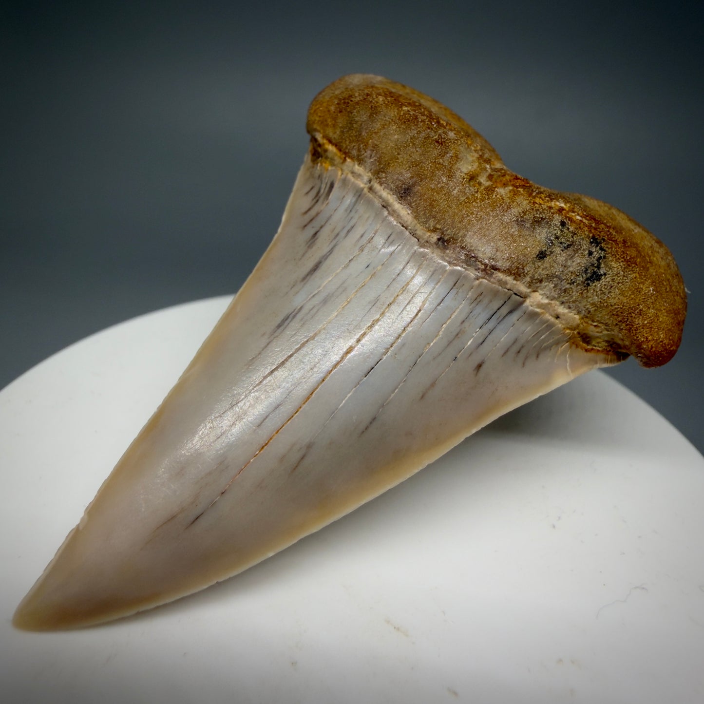 Front Right View 2.33" Fossil Extinct Mako - Isurus hastalis Shark Tooth - Bakersfield, CA - Large, colorful M606