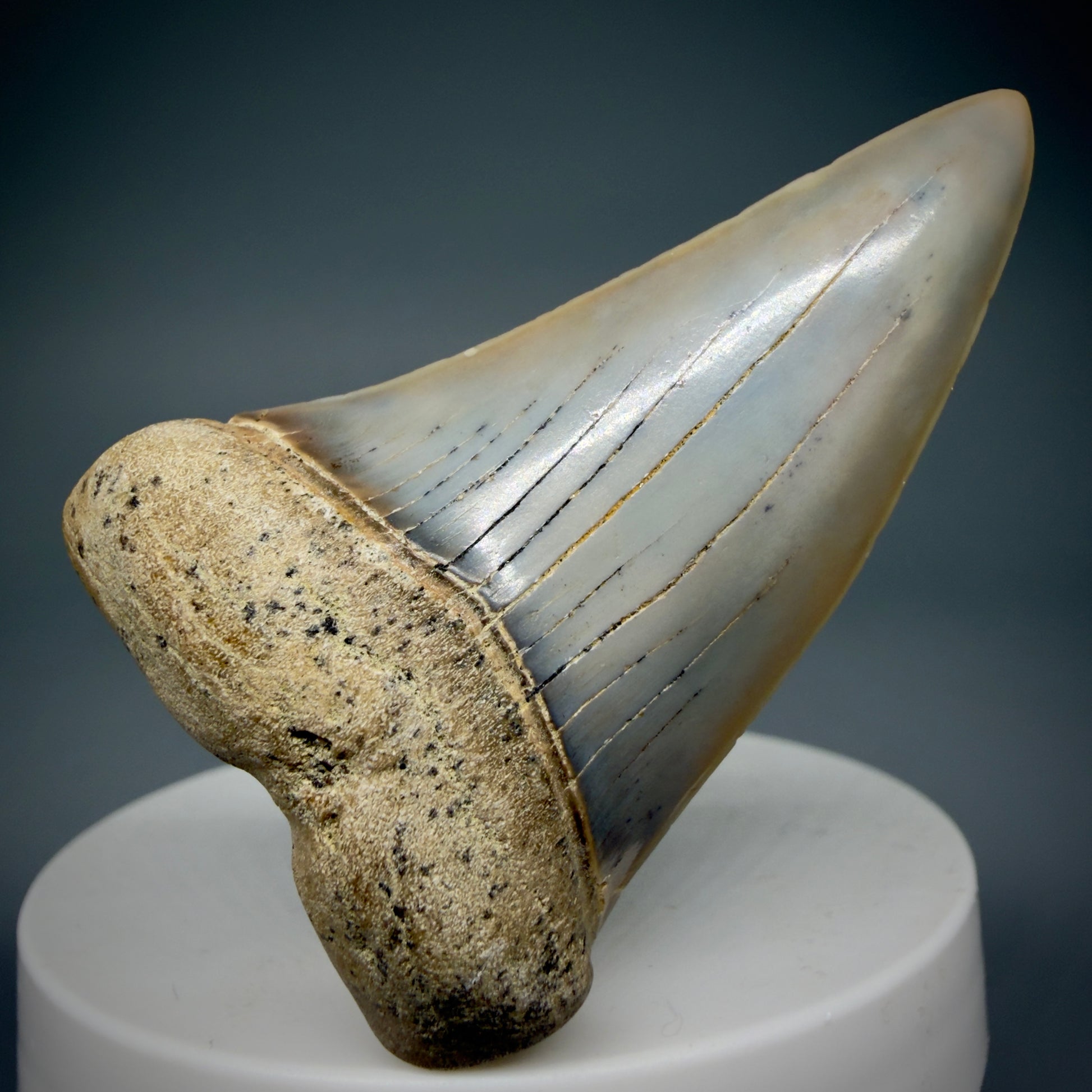 Front View 2.31" Fossil Extinct Mako - Isurus hastalis Shark Tooth - Bakersfield, CA - Large, colorful M605 - 2
