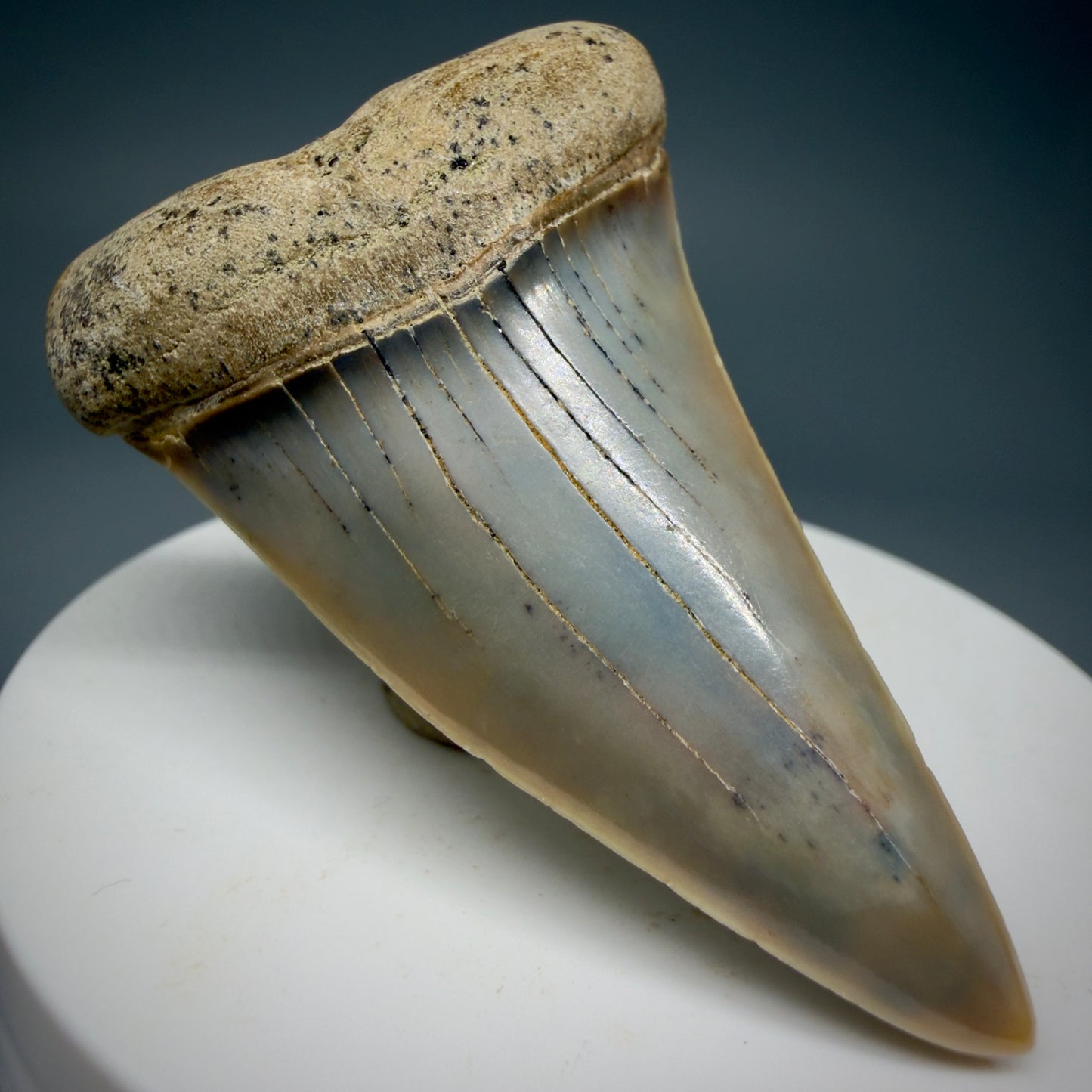 Front Left View 2.31" Fossil Extinct Mako - Isurus hastalis Shark Tooth - Bakersfield, CA - Large, colorful M605