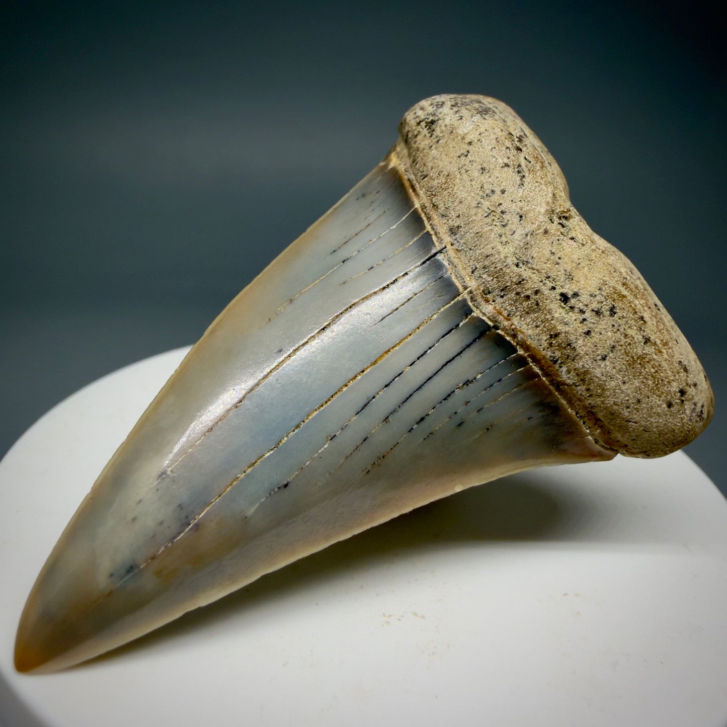 Front Right View 2.31" Fossil Extinct Mako - Isurus hastalis Shark Tooth - Bakersfield, CA - Large, colorful M605