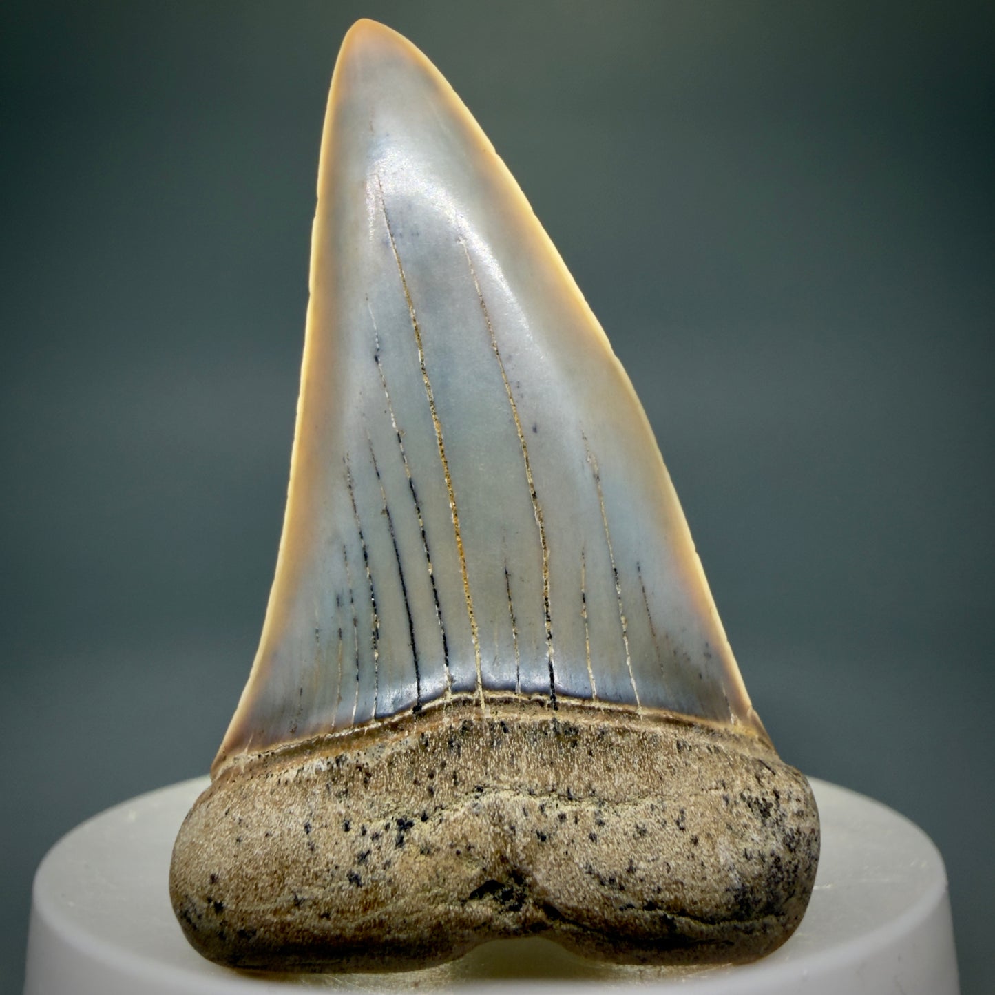 Front View 2.31" Fossil Extinct Mako - Isurus hastalis Shark Tooth - Bakersfield, CA - Large, colorful M605 - 3