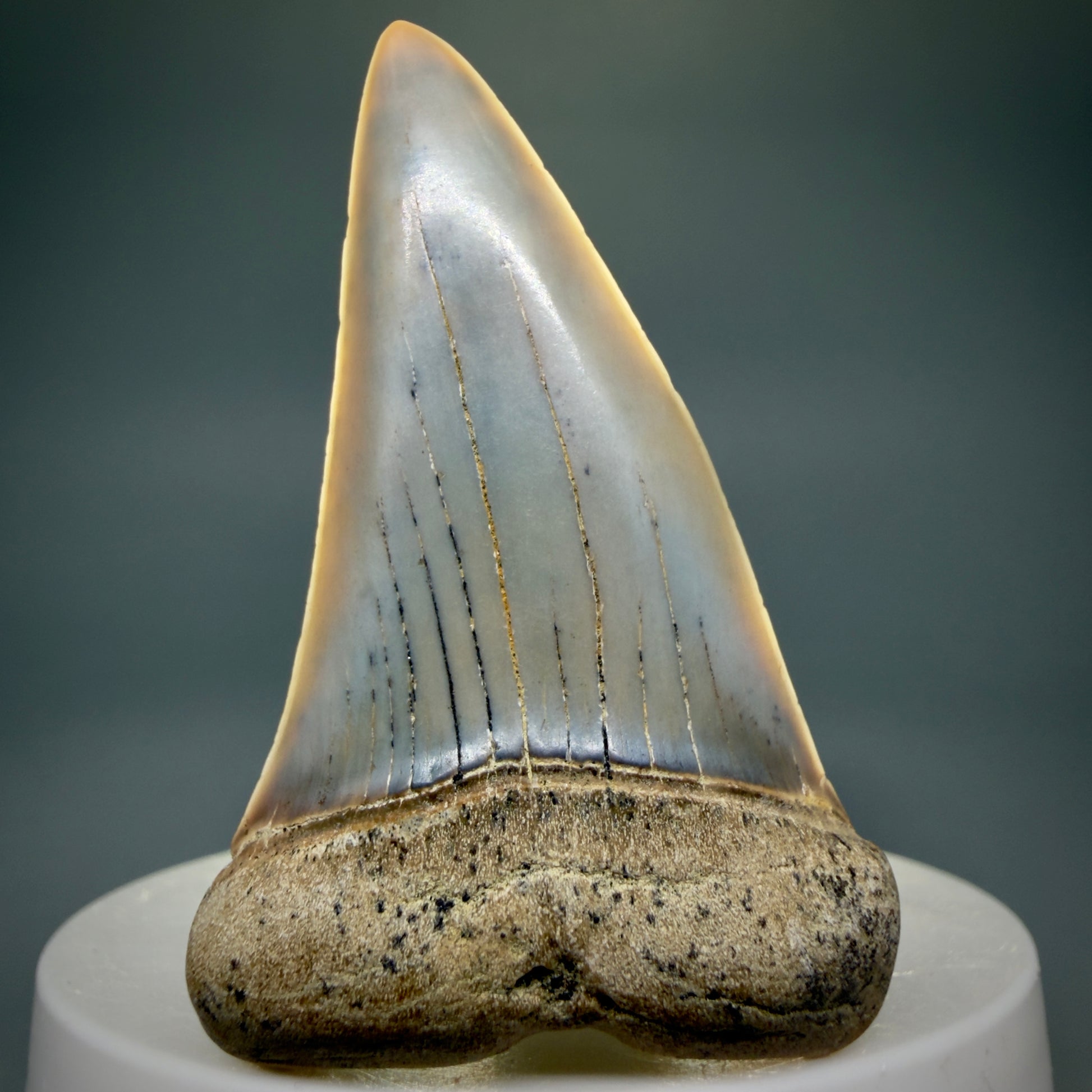 Front View 2.31" Fossil Extinct Mako - Isurus hastalis Shark Tooth - Bakersfield, CA - Large, colorful M605 - 3