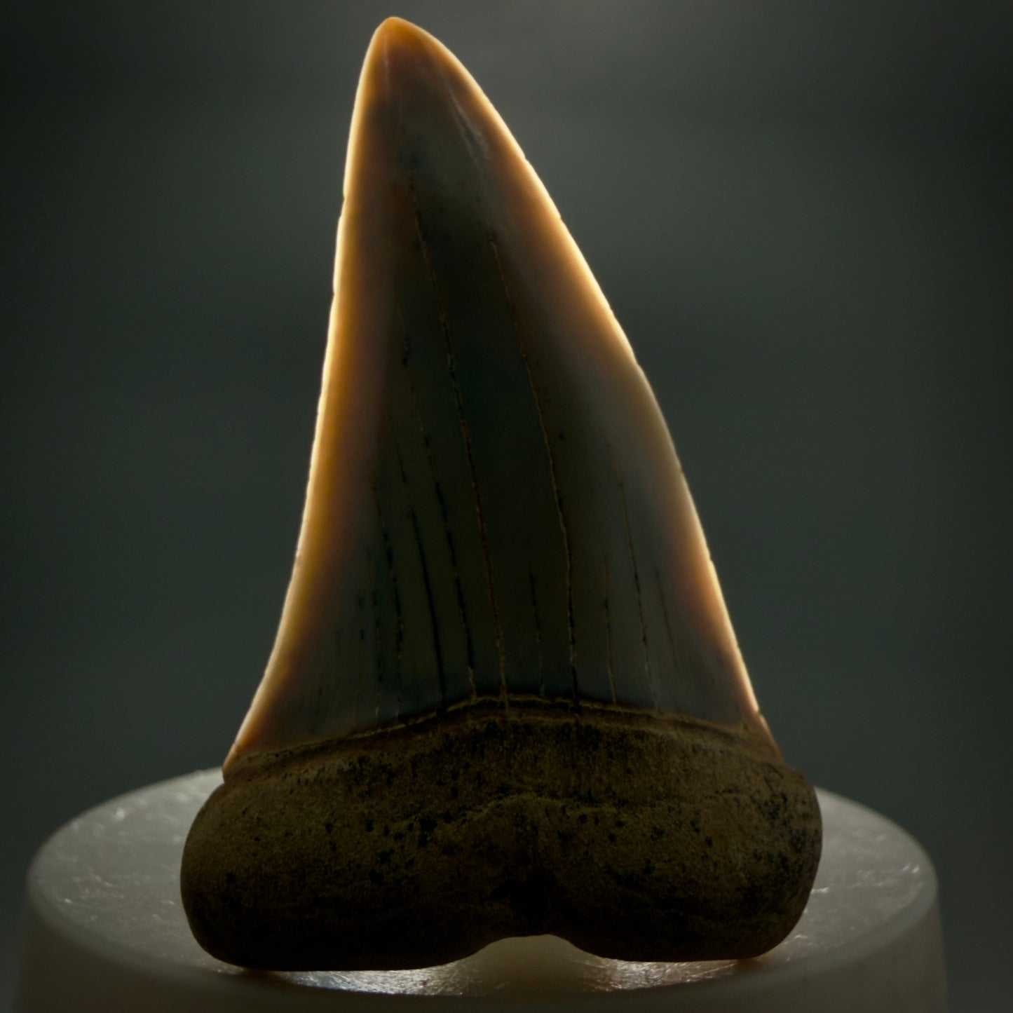 Front View 2.31" Fossil Extinct Mako - Isurus hastalis Shark Tooth - Bakersfield, CA - Large, colorful M605 - 1