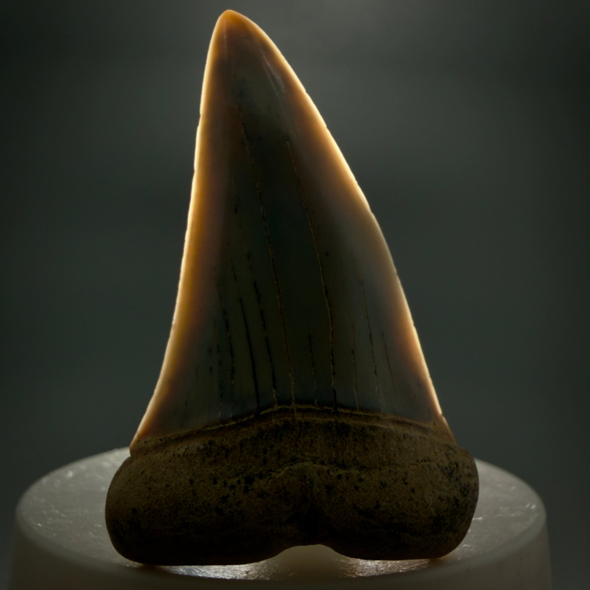 Front View 2.31" Fossil Extinct Mako - Isurus hastalis Shark Tooth - Bakersfield, CA - Large, colorful M605 - 1