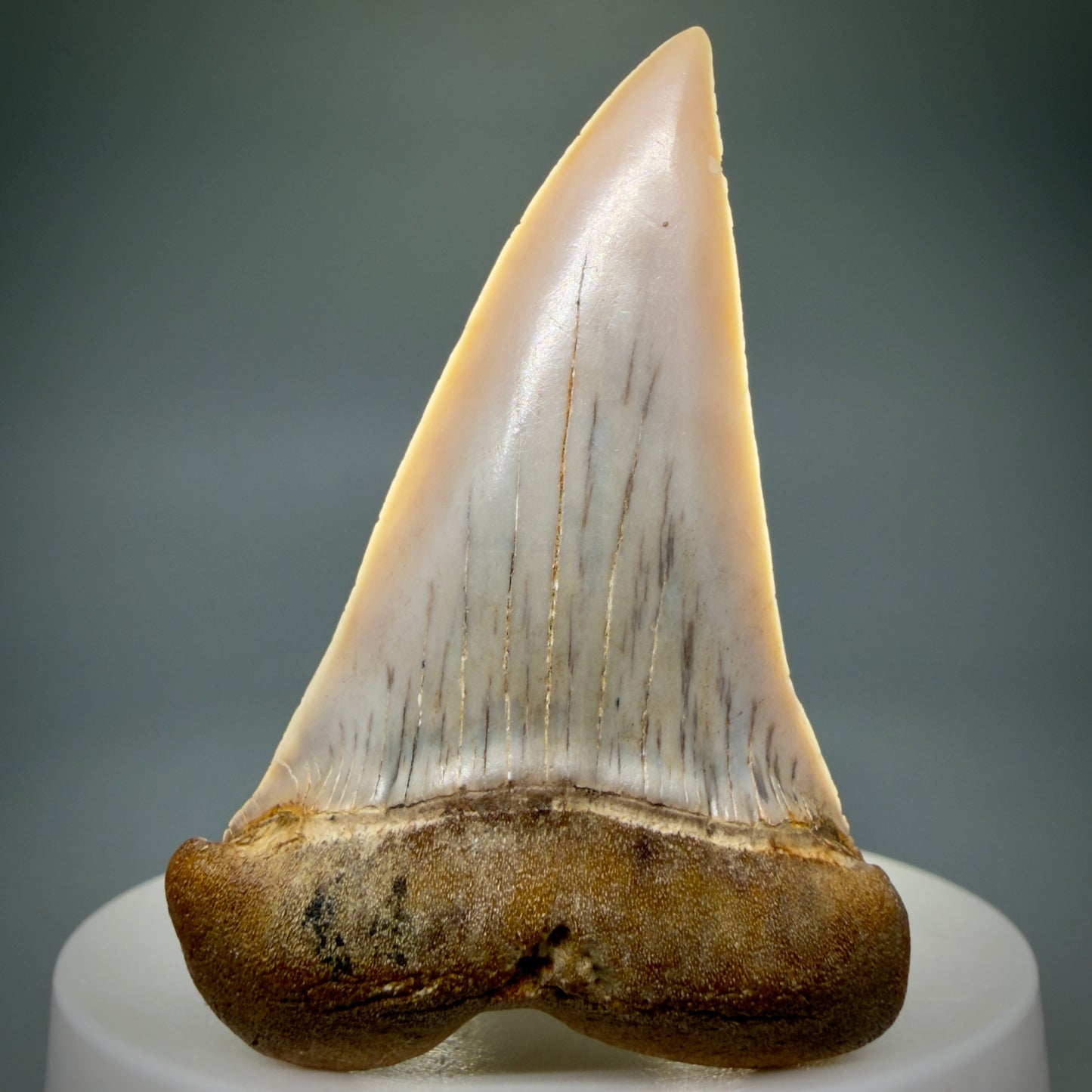 Front View 2.33" Fossil Extinct Mako - Isurus hastalis Shark Tooth - Bakersfield, CA - Large, colorful M606 - 2