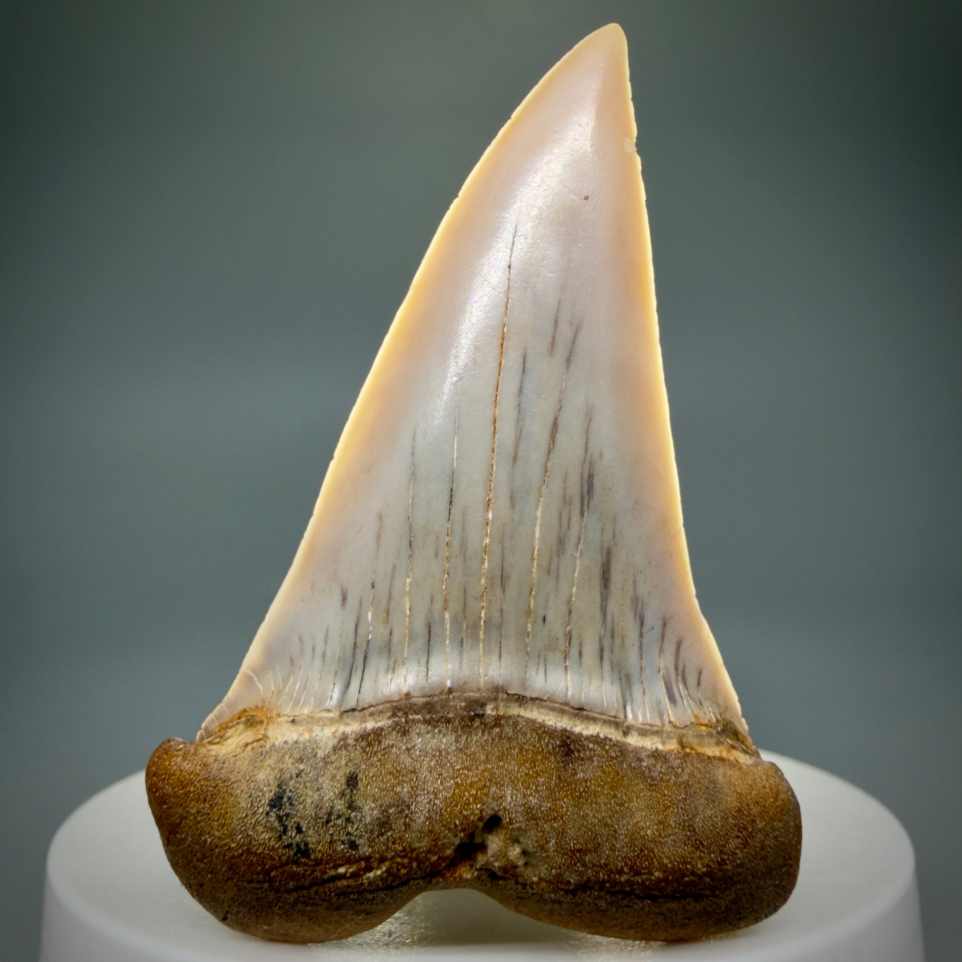 Front View 2.33" Fossil Extinct Mako - Isurus hastalis Shark Tooth - Bakersfield, CA - Large, colorful M606 - 2
