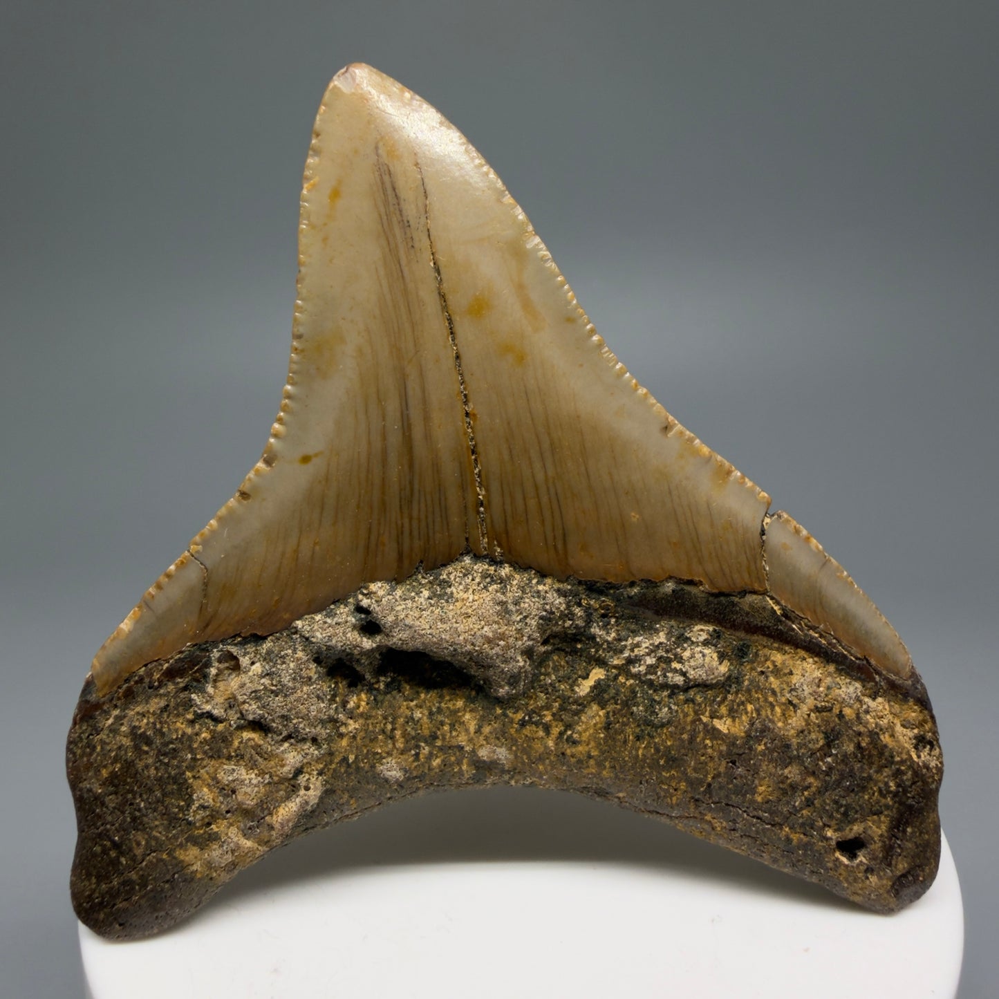 Back View Lateral 2.90" Fossil Megalodon Tooth - Authentic Carcharocles megalodon Fossil from North Carolina CM5607