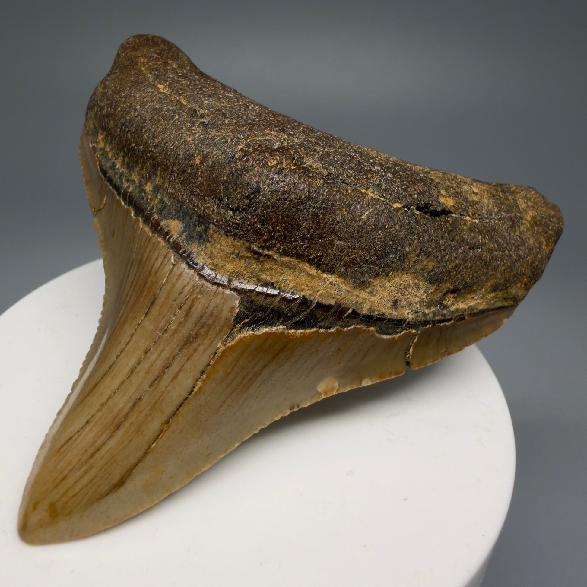 Front Right View Lateral 2.90" Fossil Megalodon Tooth - Authentic Carcharocles megalodon Fossil from North Carolina CM5607