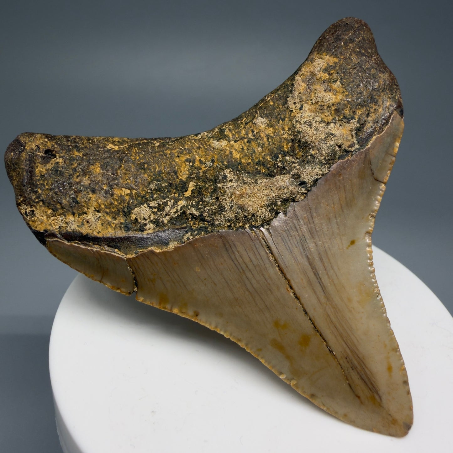 Back Left View Lateral 2.90" Fossil Megalodon Tooth - Authentic Carcharocles megalodon Fossil from North Carolina CM5607