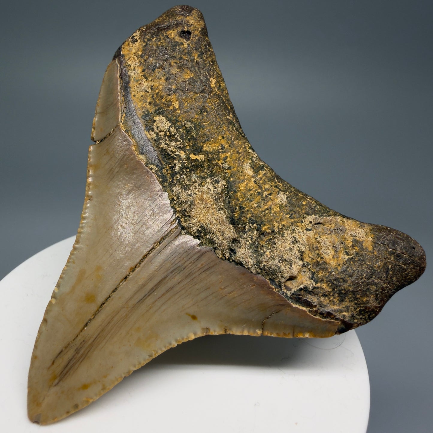 Back Right View Lateral 2.90" Fossil Megalodon Tooth - Authentic Carcharocles megalodon Fossil from North Carolina CM5607