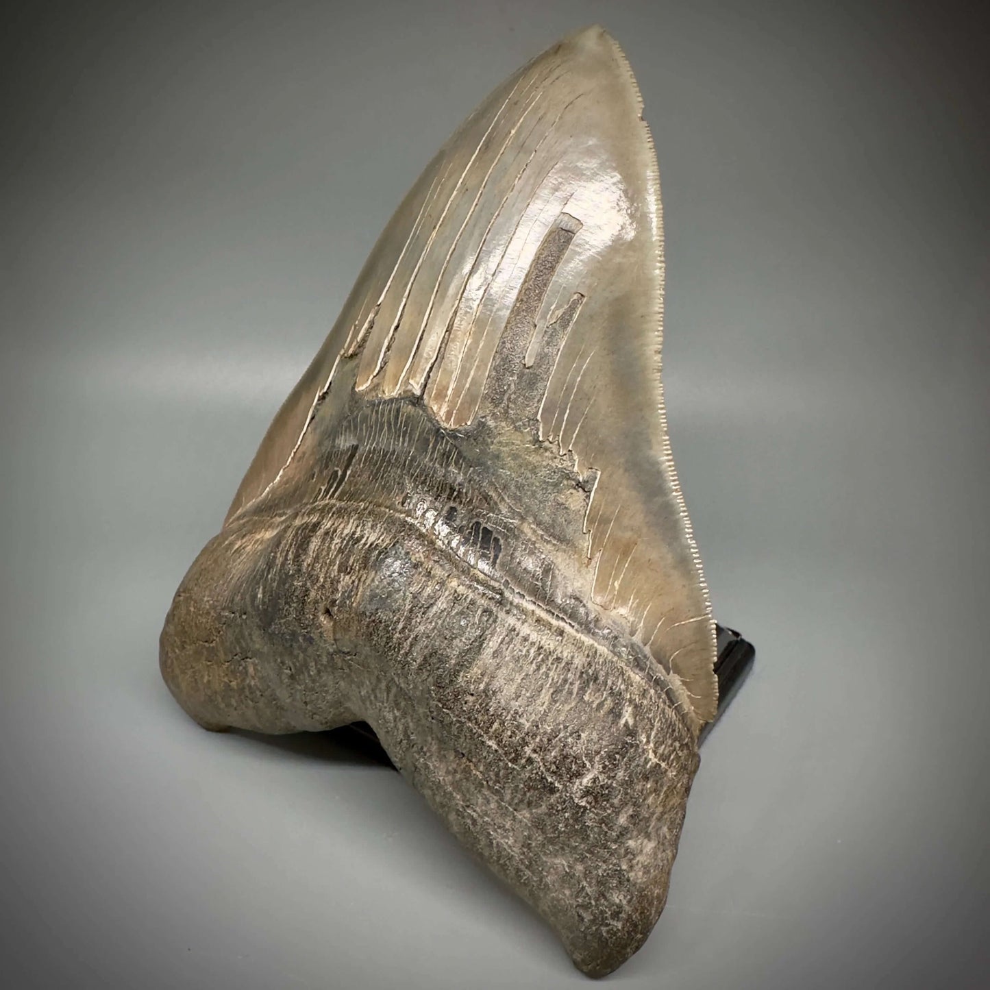 Massive 6.78" Fossil Megalodon Tooth: A Stunning Specimen Close to Maximum Size of 7"