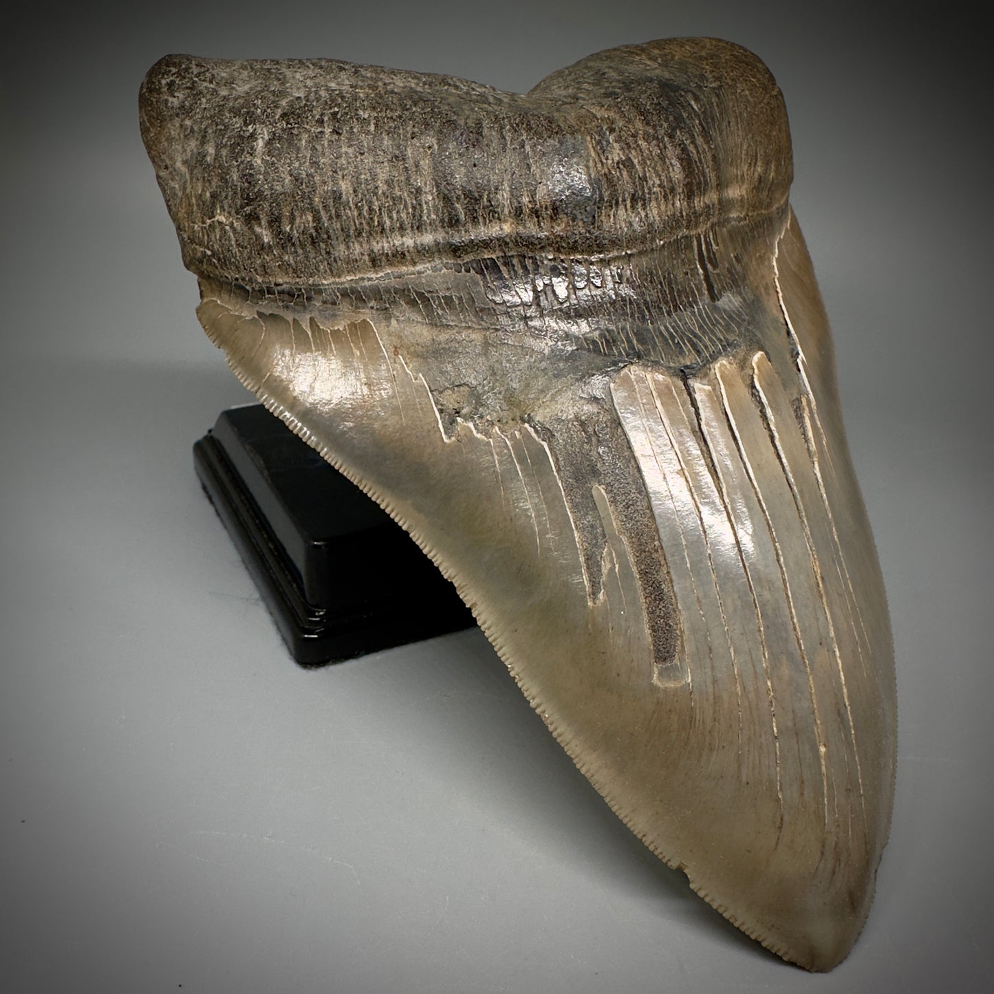 Massive 6.78" Fossil Monster Megalodon Tooth: A Stunning Specimen Close to Maximum Size of 7"