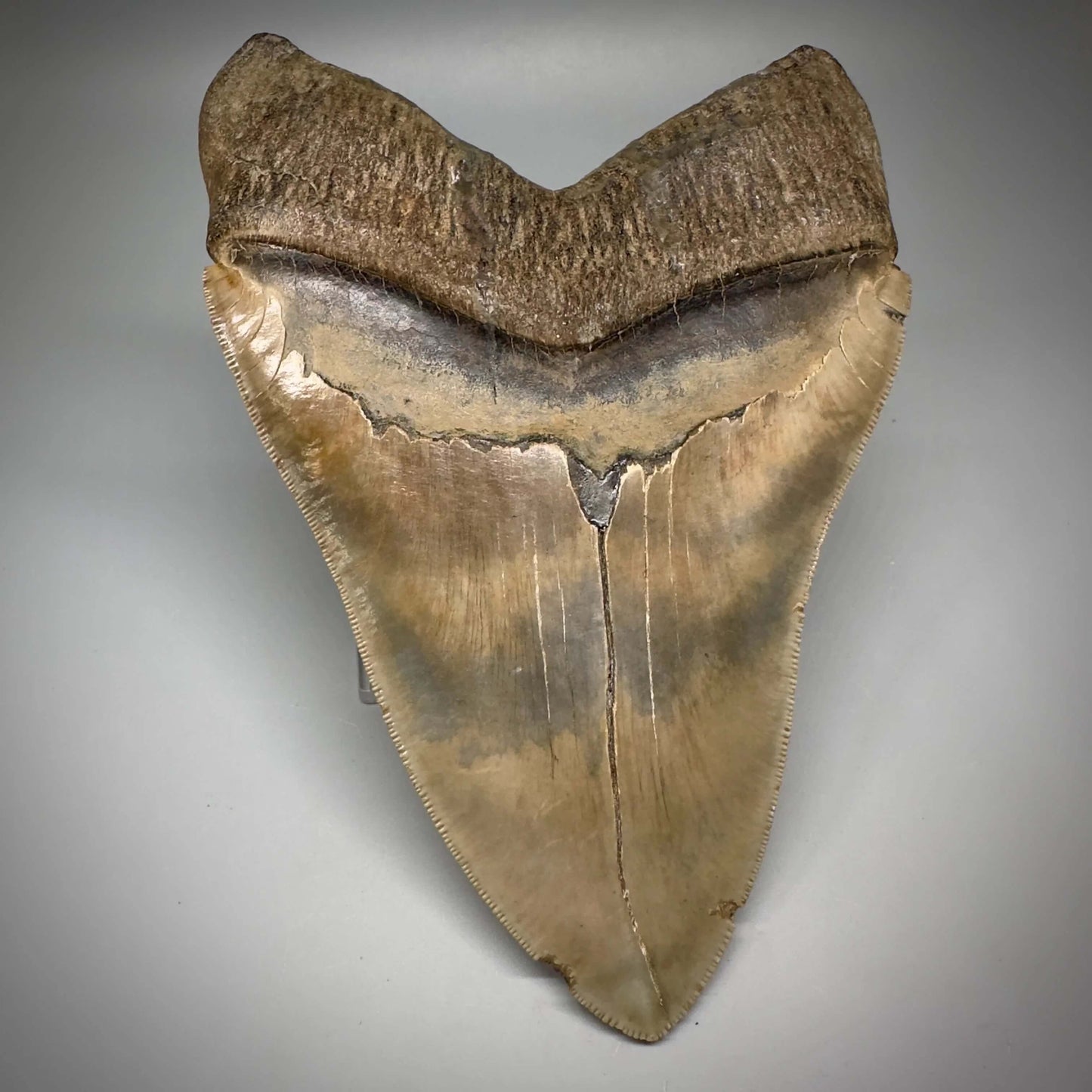 Massive 6.78" Fossil Megalodon Tooth: A Stunning Specimen Close to Maximum Size of 7"