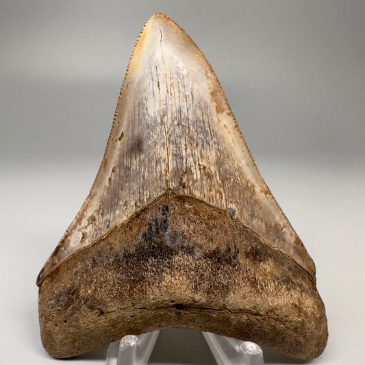 Colorful 3.49" Megalodon Tooth Fossil - Saint Mary's, GA CM5041 - Front 