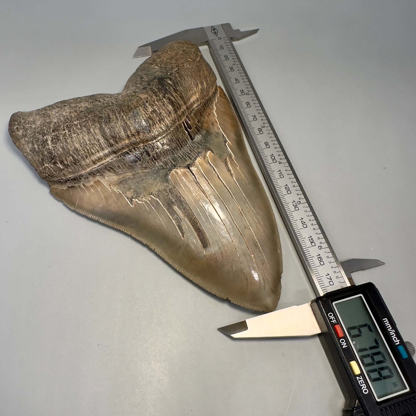 Massive 6.78" Fossil Megalodon Tooth: A Stunning Specimen Close to Maximum Size of 7"