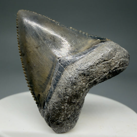 Front View Heart-shaped, baby 1.61" Fossil Megalodon Shark Tooth - Bone Valley, Florida CM6010 - 2