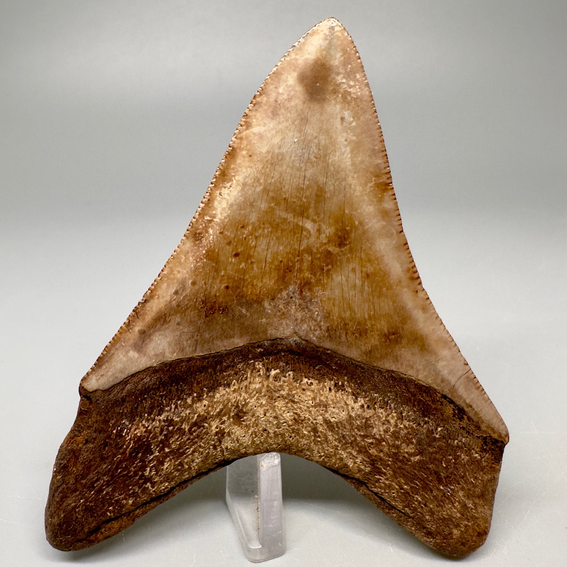 Colorful 3.49" Megalodon Tooth Fossil - Saint Mary's, GA CM5041 - Back 1