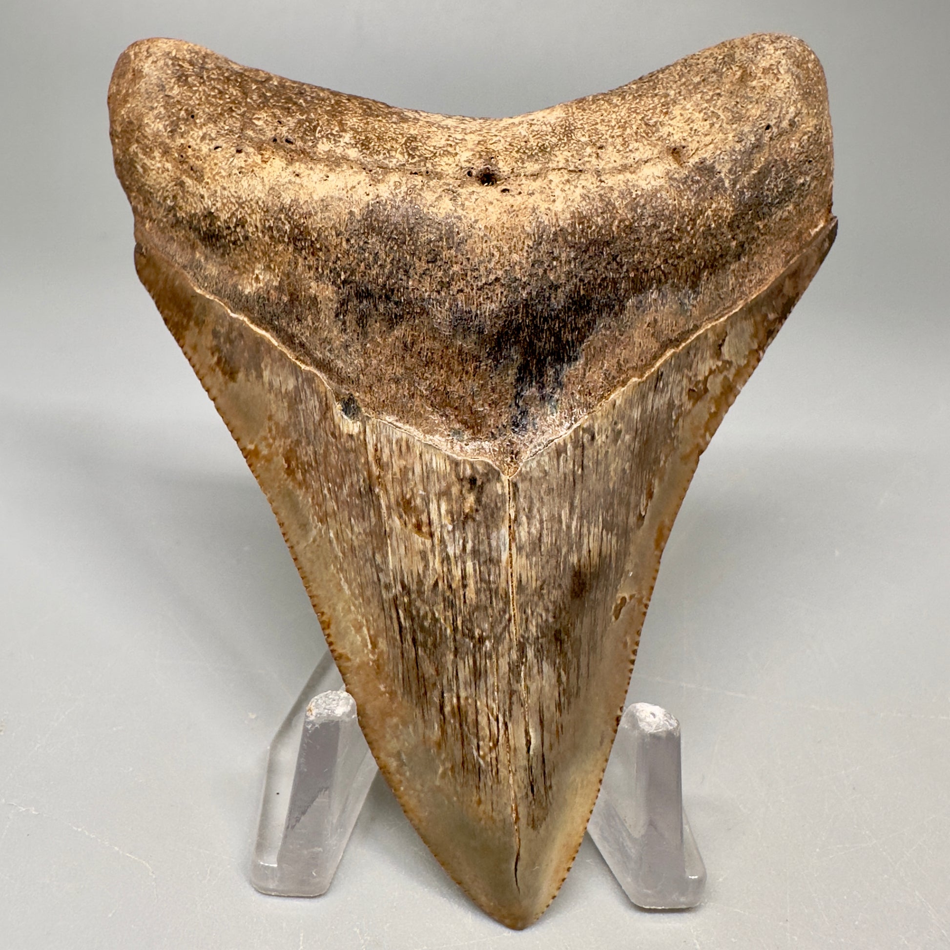 Colorful 3.49" Megalodon Tooth Fossil - Saint Mary's, GA CM5041 - Front 1