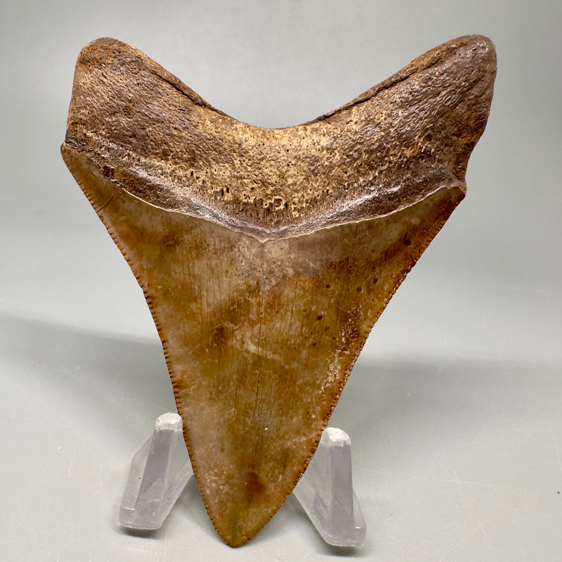 Colorful 3.49" Megalodon Tooth Fossil - Saint Mary's, GA CM5041 - Back 