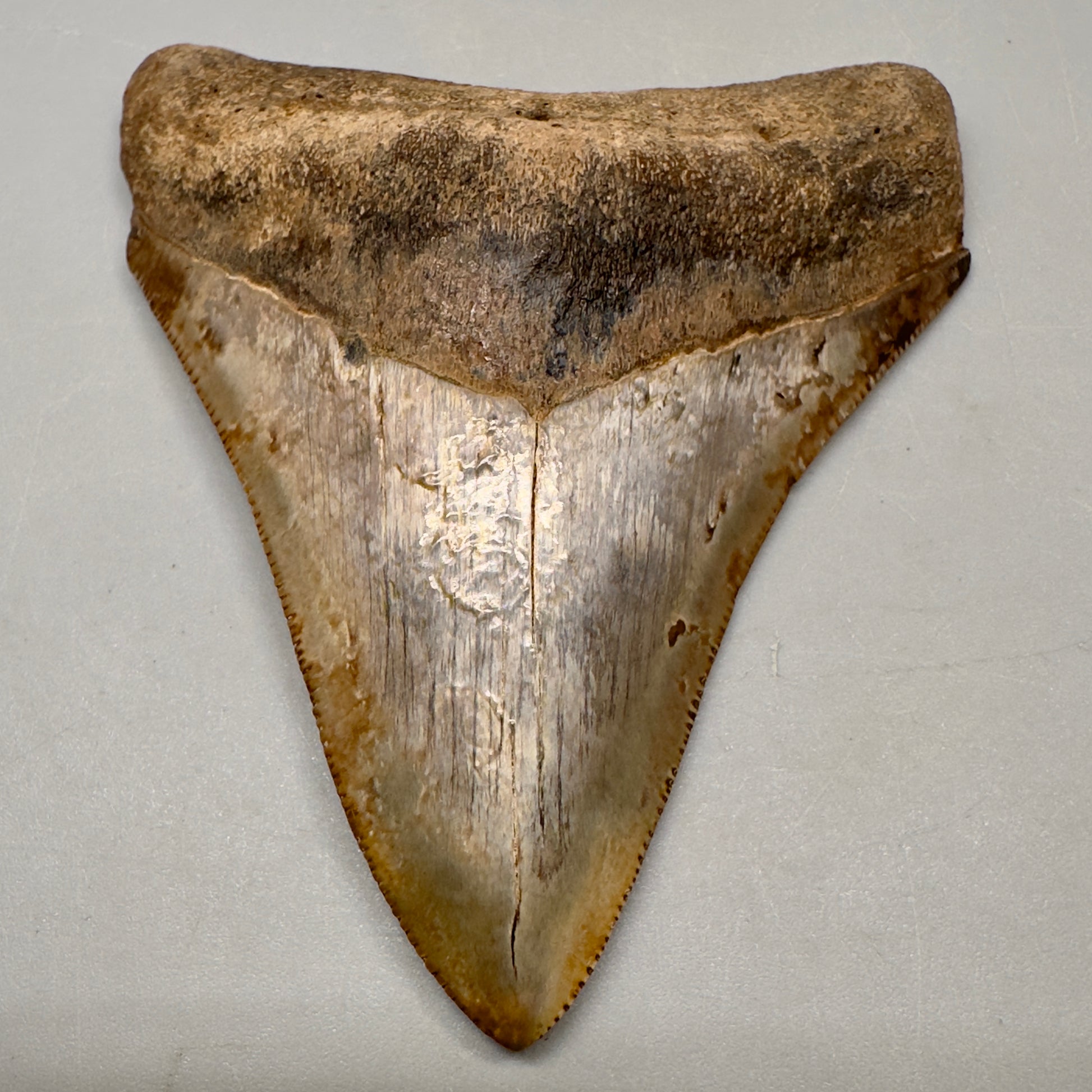 Colorful 3.49" Megalodon Tooth Fossil - Saint Mary's, GA CM5041 - Front 2