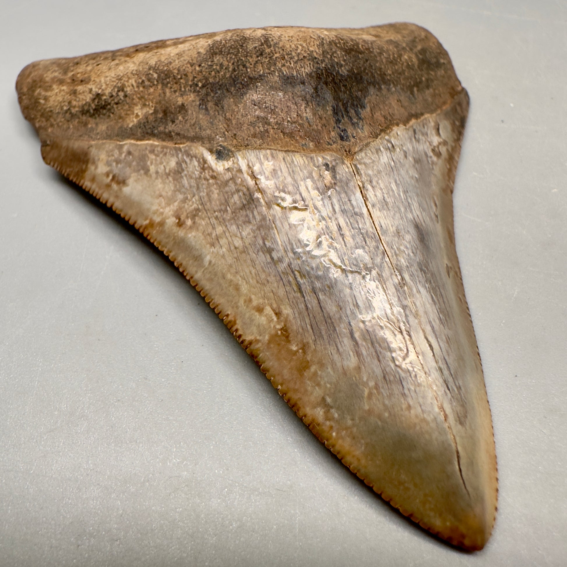 Colorful 3.49" Megalodon Tooth Fossil - Saint Mary's, GA CM5041 - Front Left