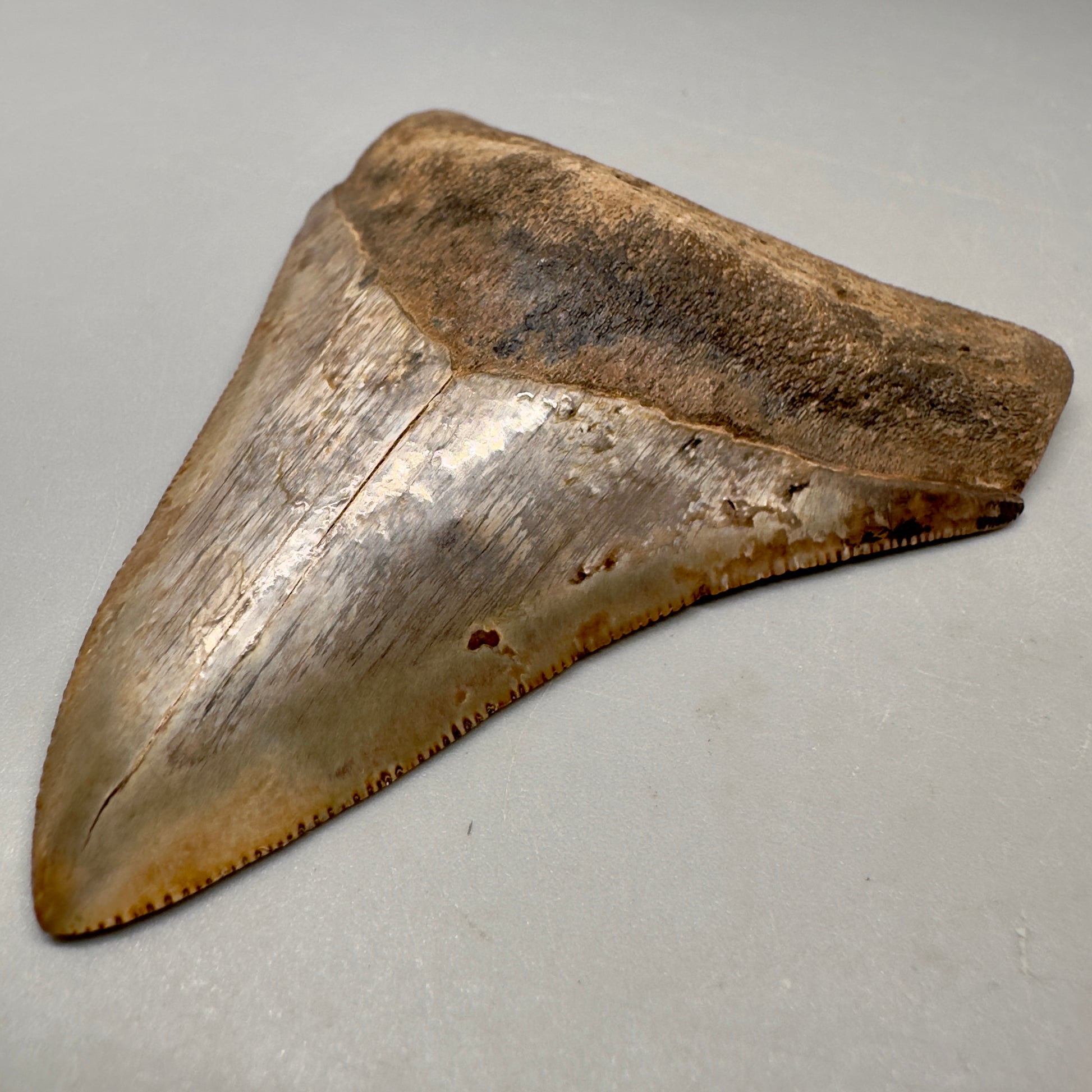 Colorful 3.49" Megalodon Tooth Fossil - Saint Mary's, GA CM5041 - Front Right