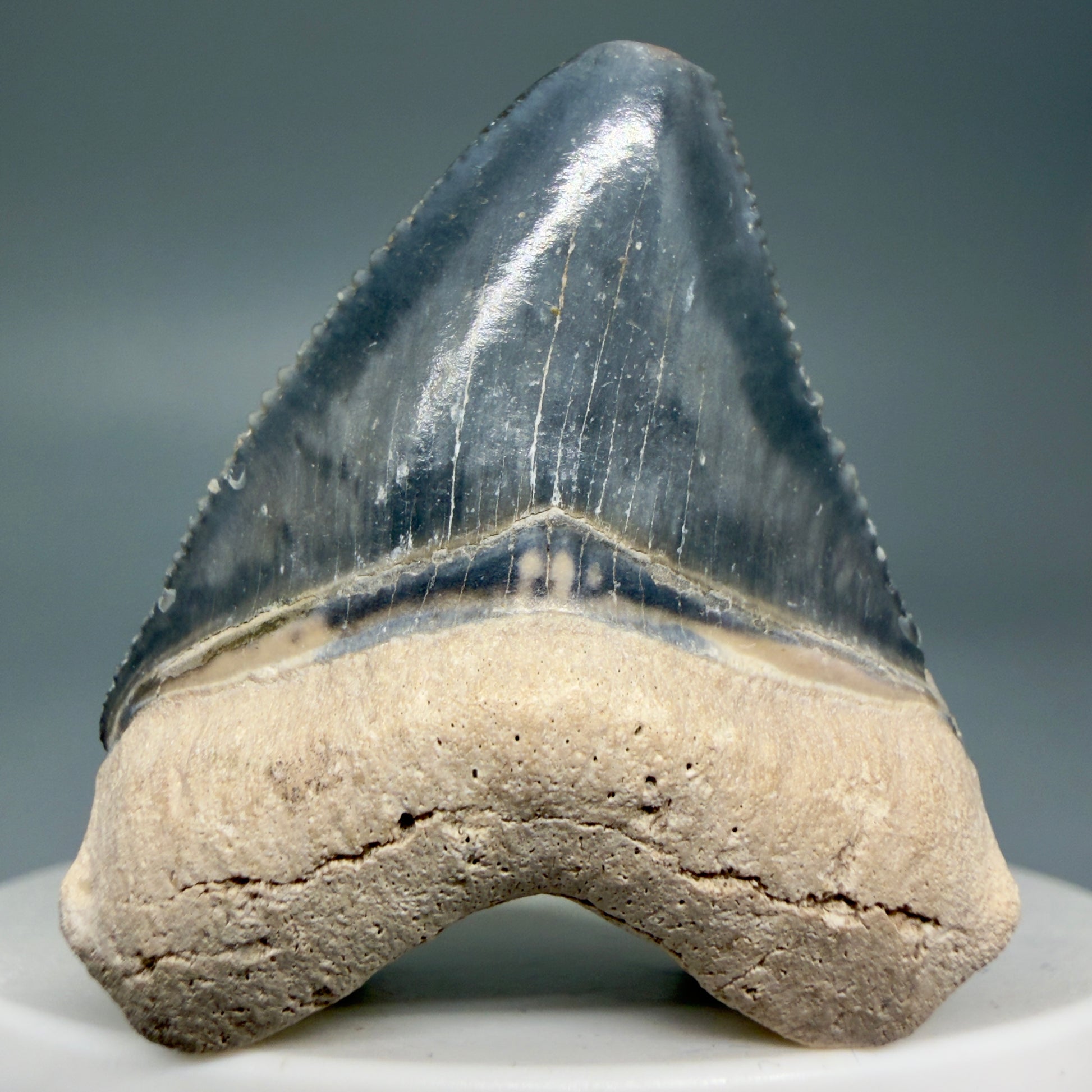 Front View Heart-shaped, baby 1.61" Fossil Megalodon Shark Tooth - Bone Valley, Florida CM6009 - 3