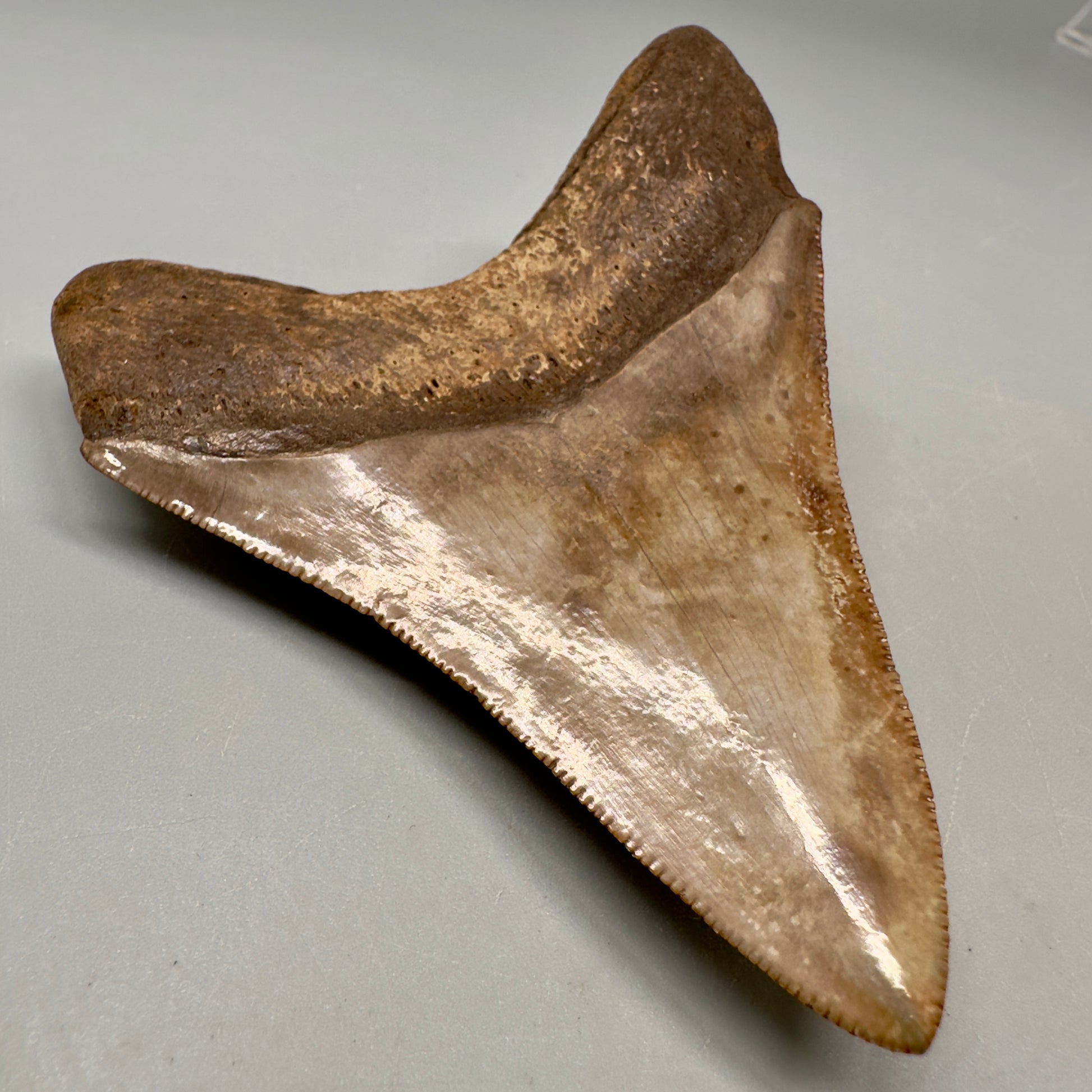 Colorful 3.49" Megalodon Tooth Fossil - Saint Mary's, GA CM5041 - Back Left