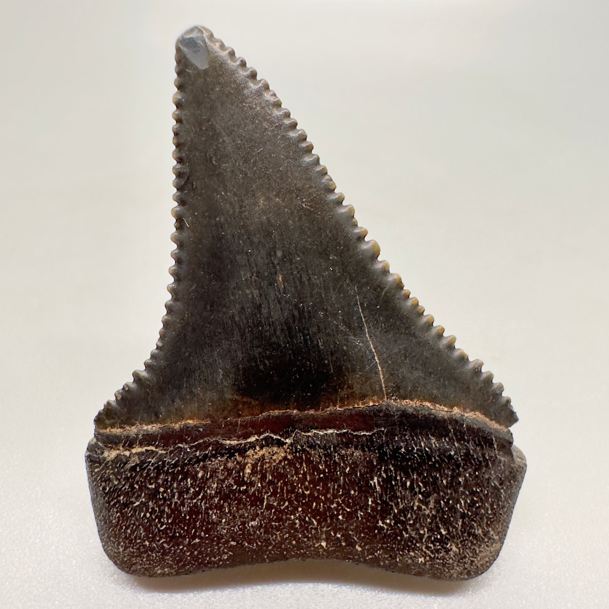 1.58 inches dark colors serrated Great White Shark Tooth from South Carolina GW1043 - Back