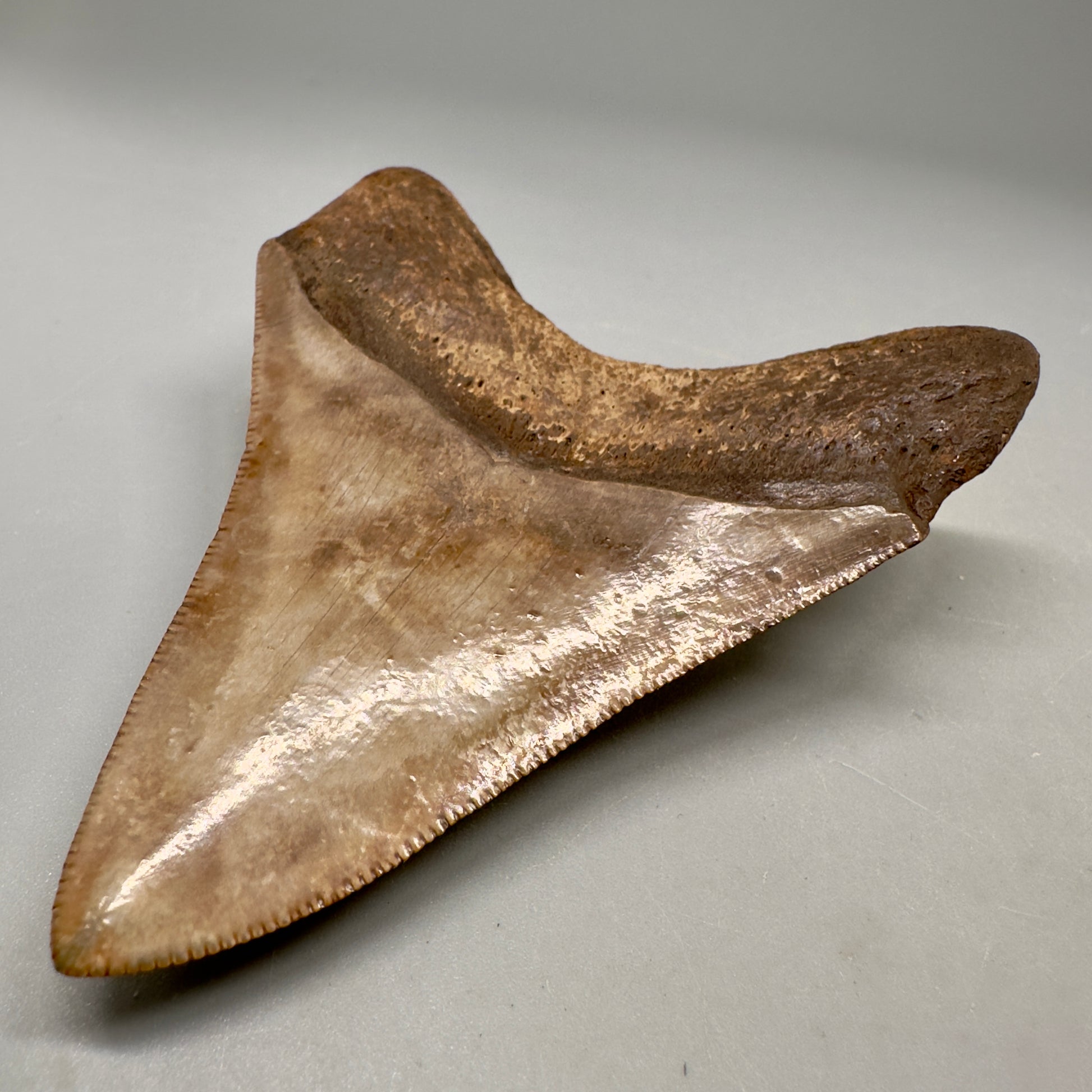 Colorful 3.49" Megalodon Tooth Fossil - Saint Mary's, GA CM5041 - Back Right