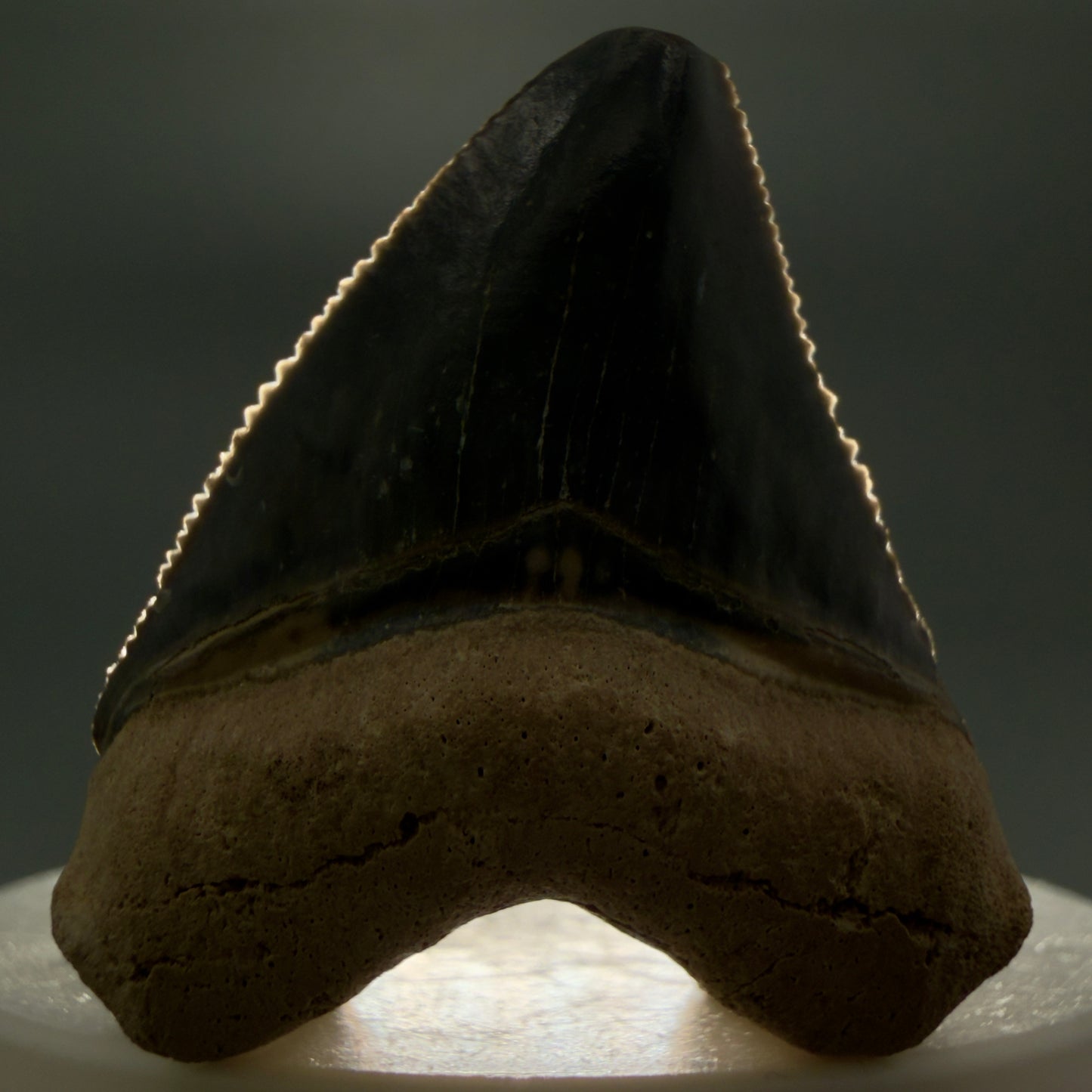Front View Heart-shaped, baby 1.61" Fossil Megalodon Shark Tooth - Bone Valley, Florida CM6009 - 1