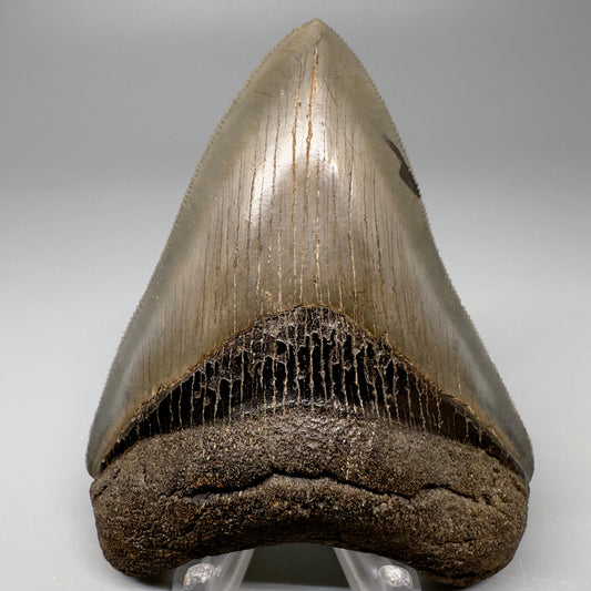 Colorful 3.43" Megalodon Tooth Fossil - South Georgia CM5042 - Front