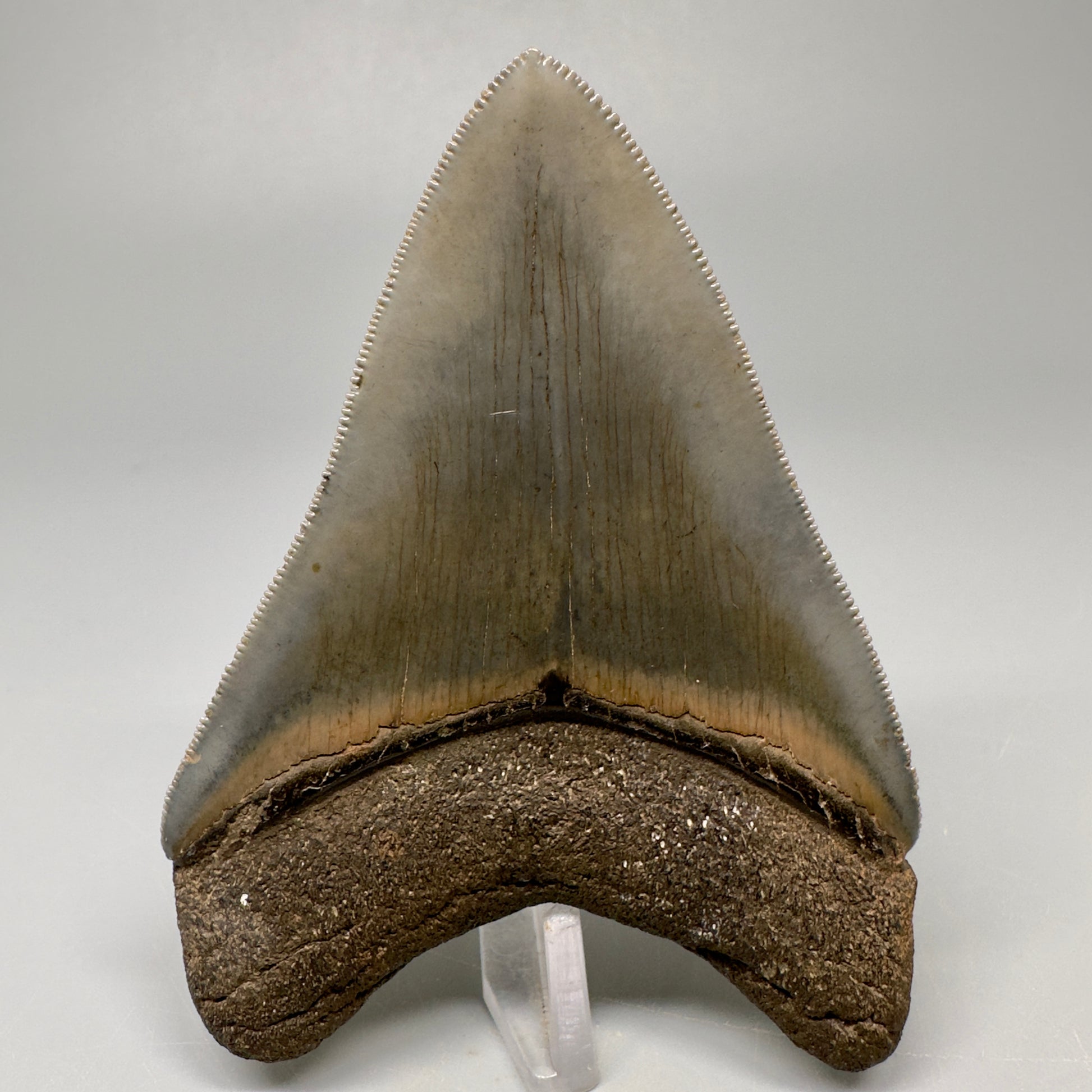 Colorful 3.43" Megalodon Tooth Fossil - South Georgia CM5042 - Back 
