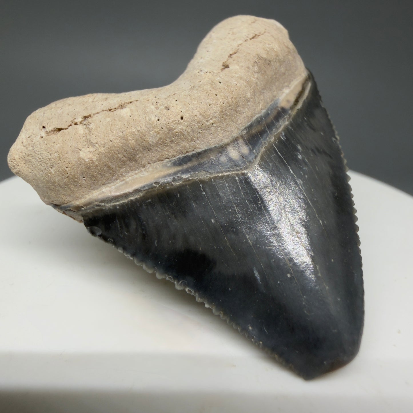 Front Left View Heart-shaped, baby 1.61" Fossil Megalodon Shark Tooth - Bone Valley, Florida CM6009