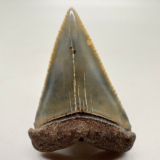 1.57 inches Colorful serrated Great White Shark Tooth from South Carolina GW1044 - Front