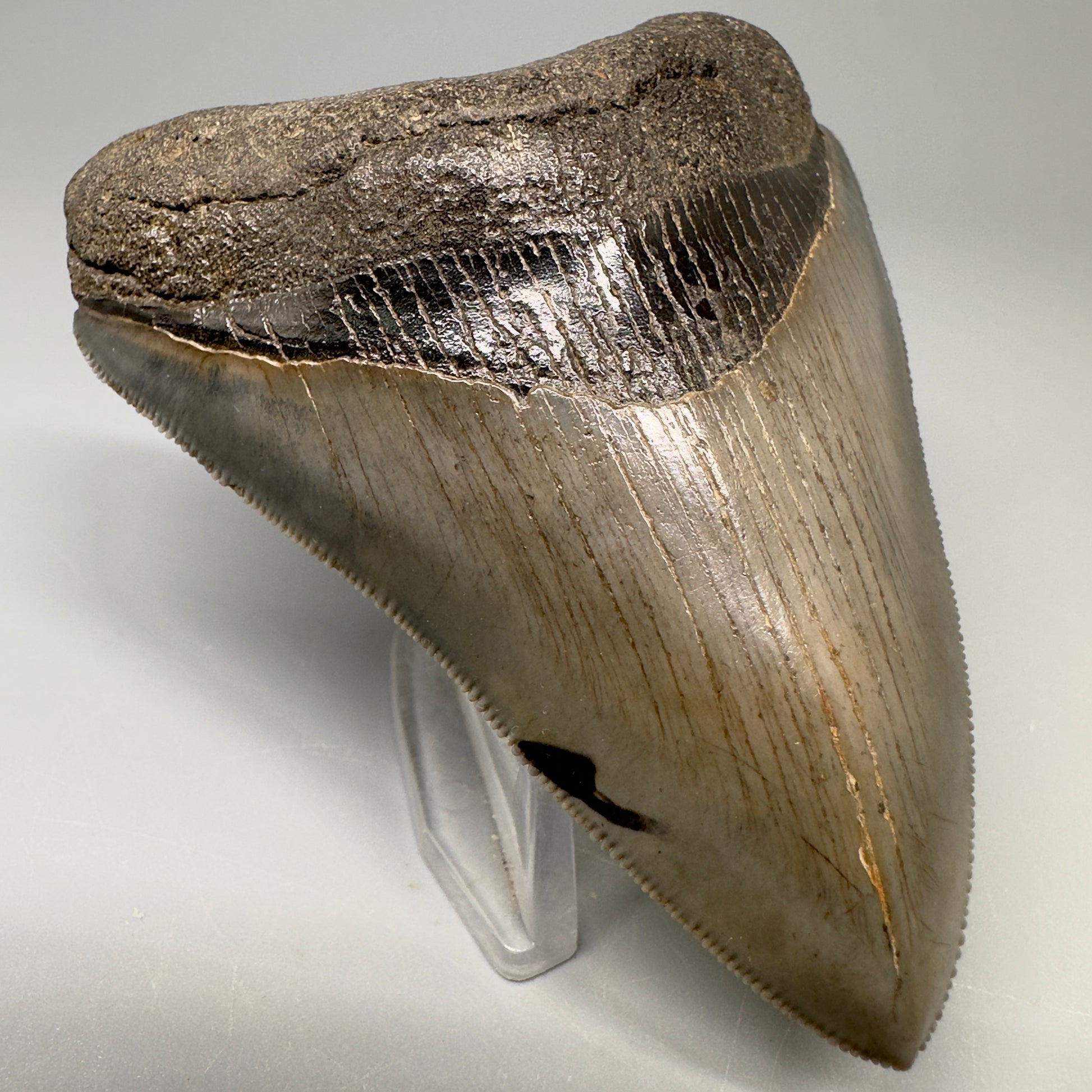 Colorful 3.43" Megalodon Tooth Fossil - South Georgia CM5042 - Front Left