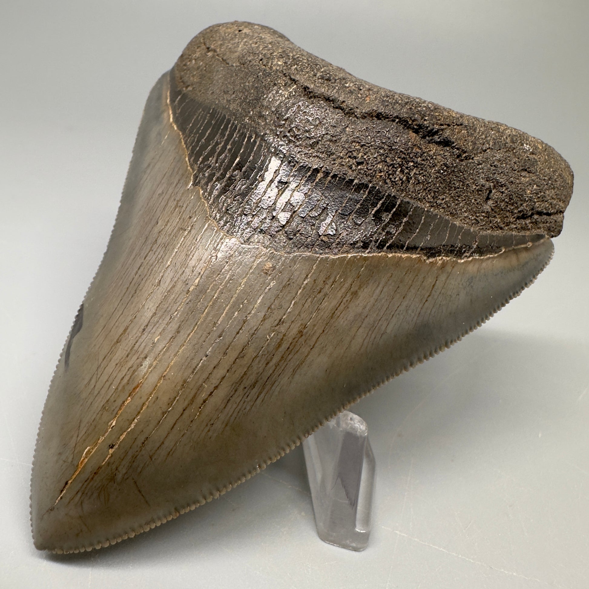 Colorful 3.43" Megalodon Tooth Fossil - South Georgia CM5042 - Front Right