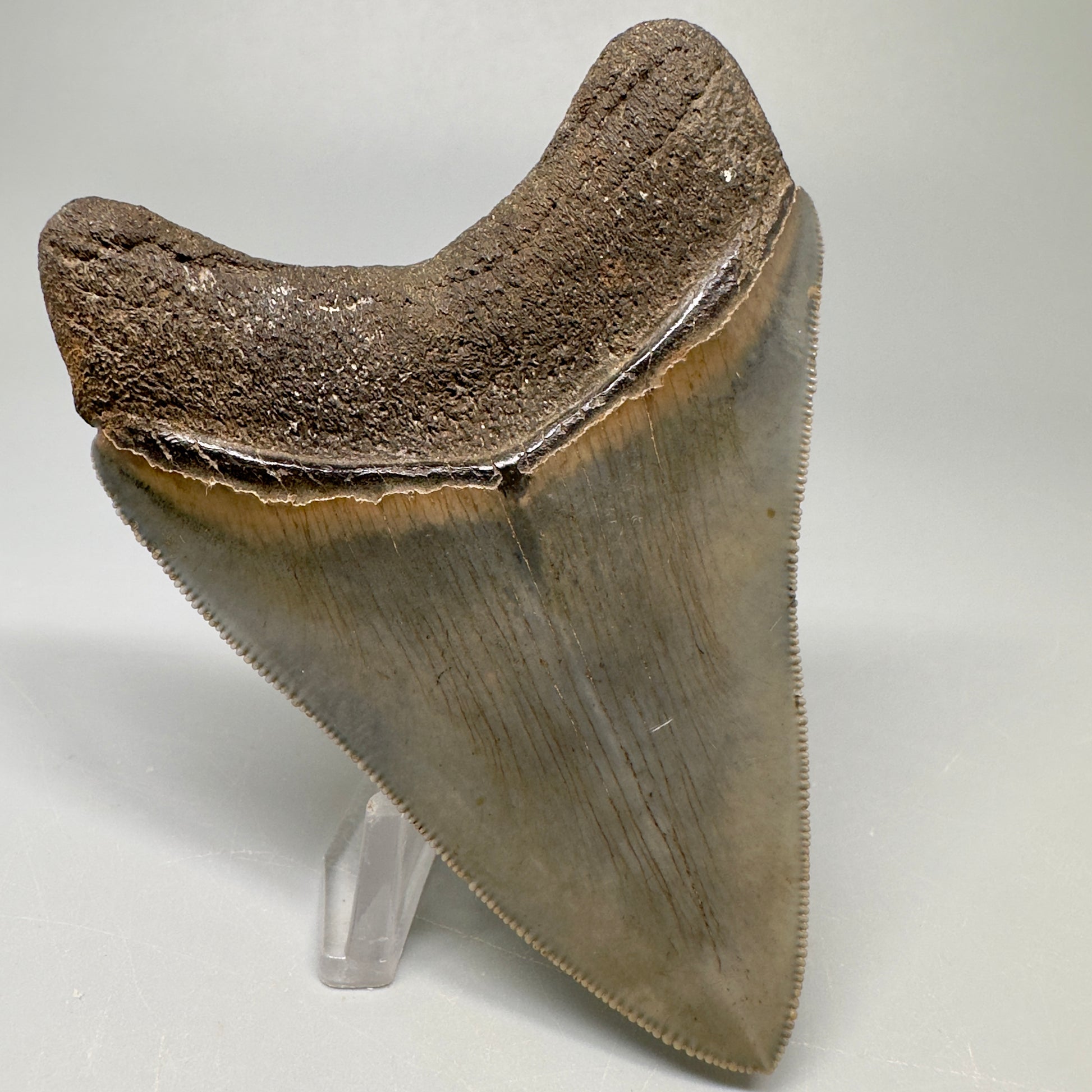 Colorful 3.43" Megalodon Tooth Fossil - South Georgia CM5042 - Back Left