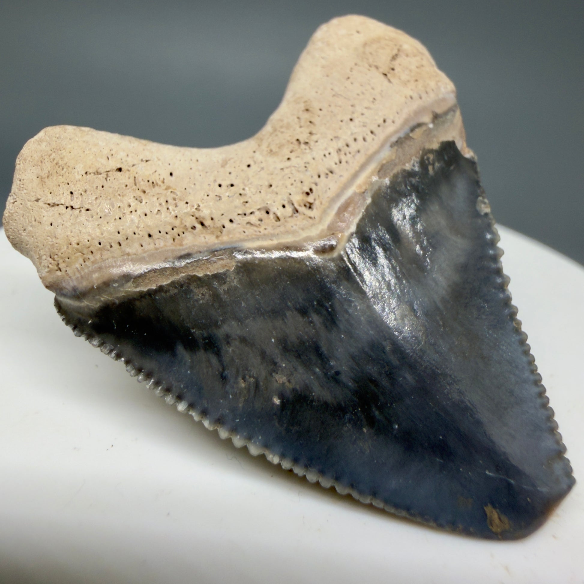Back Left View Heart-shaped, baby 1.61" Fossil Megalodon Shark Tooth - Bone Valley, Florida CM6009