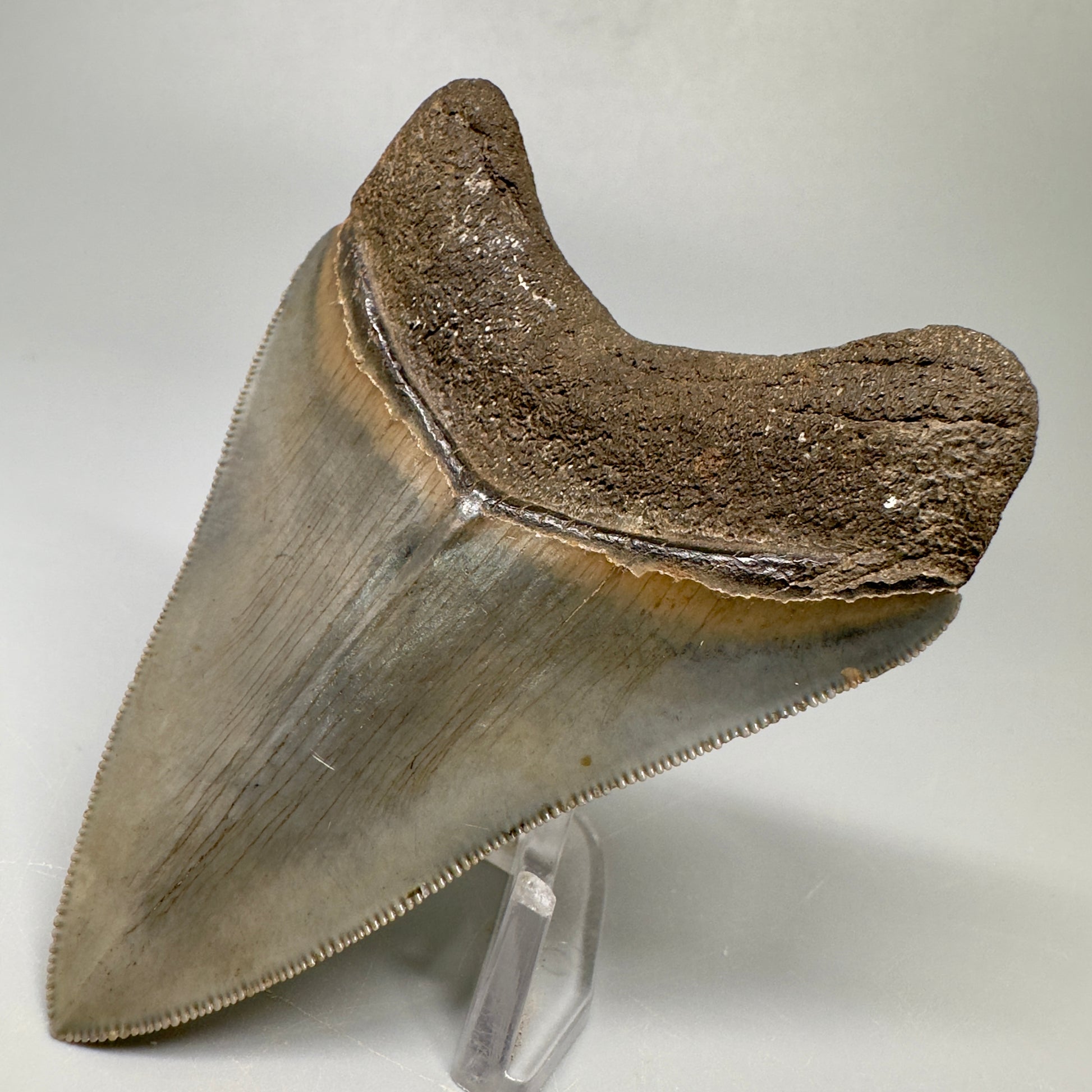 Colorful 3.43" Megalodon Tooth Fossil - South Georgia CM5042 - Back Right