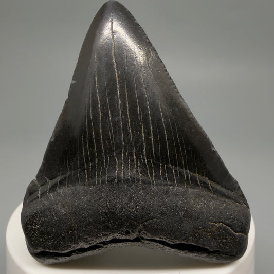 Heart-shaped, dark colored 2.43" Colorful Fossil Megalodon Tooth – South Carolina River Find | Authentic