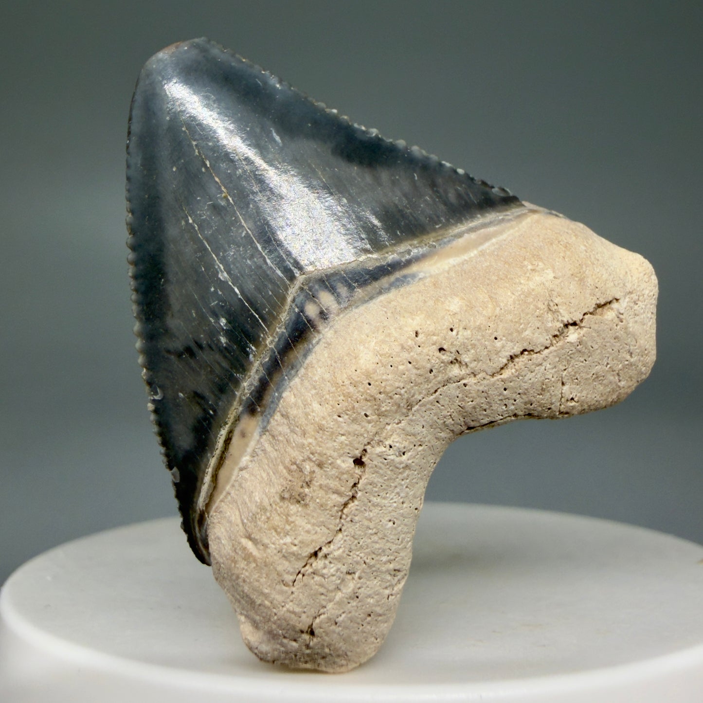 Front View Heart-shaped, baby 1.61" Fossil Megalodon Shark Tooth - Bone Valley, Florida CM6009 - 2