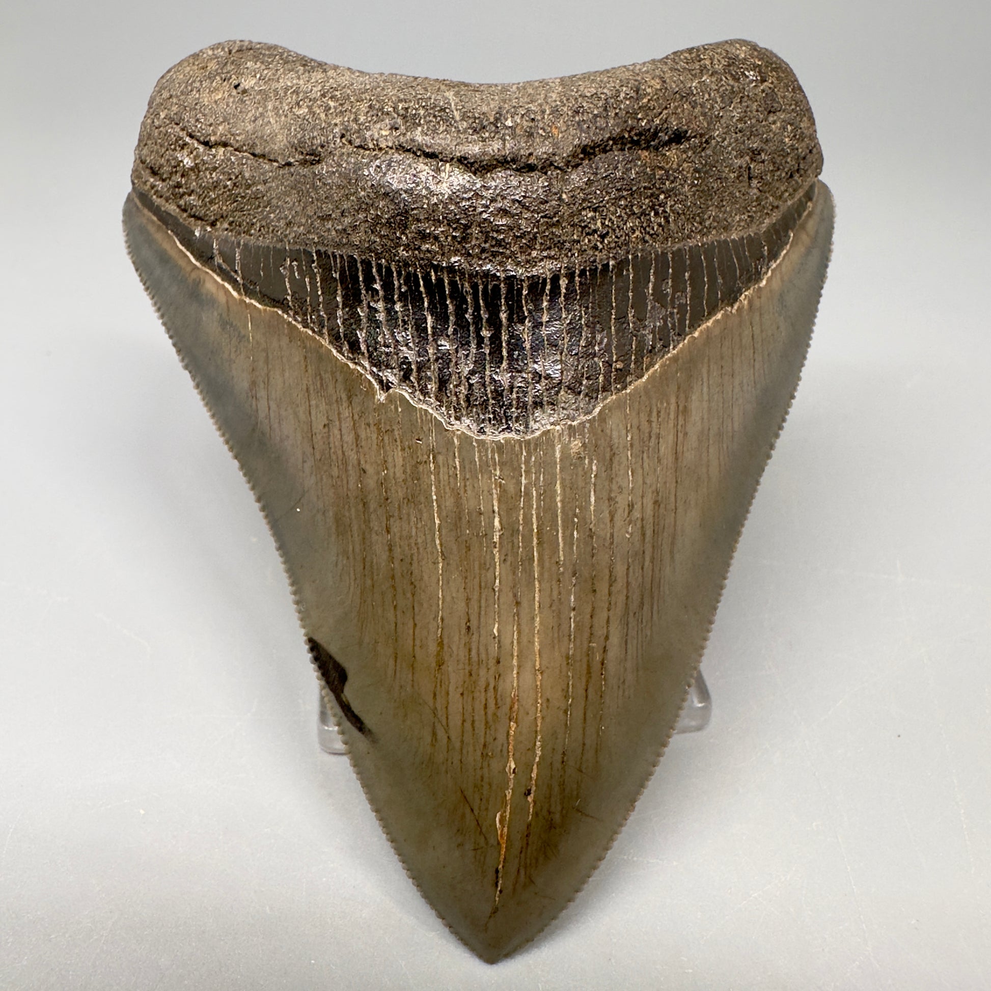 Colorful 3.43" Megalodon Tooth Fossil - South Georgia CM5042 - Front 1