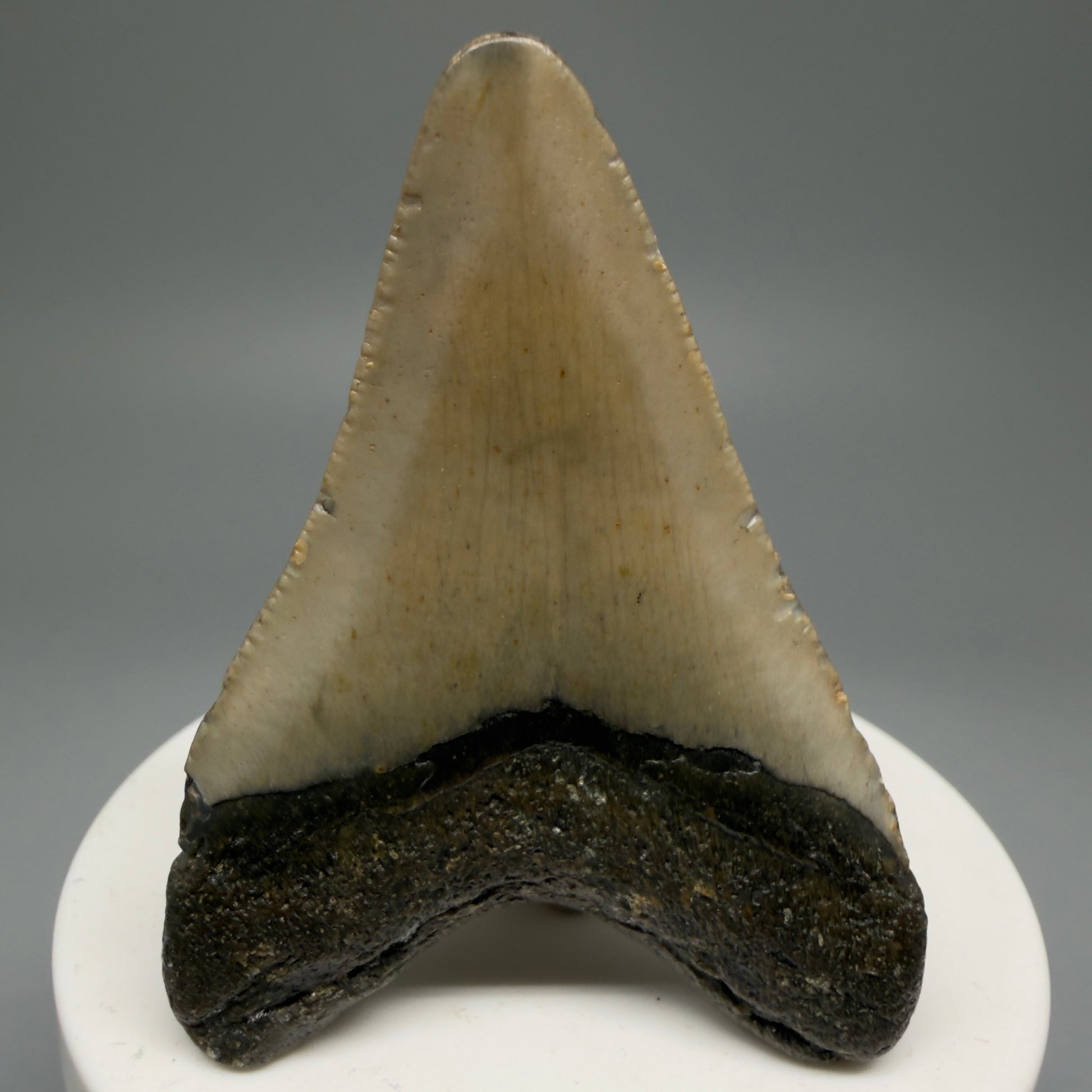 Back View 2.45" Fossil Megalodon Tooth - Authentic Carcharocles megalodon Fossil from North Carolina CM5597 