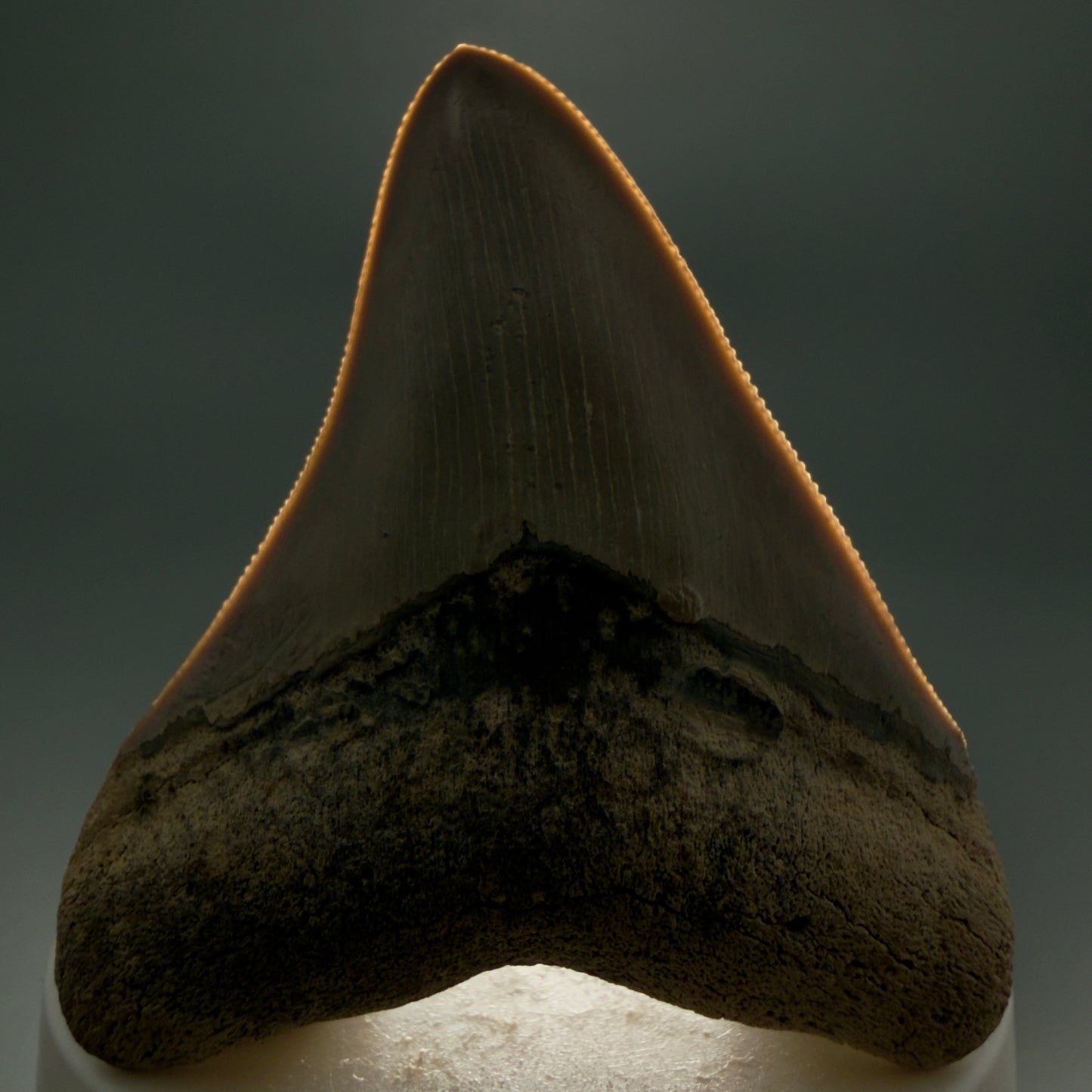Front View Colorful, sharply serrated 2.68" Fossil Megalodon Shark Tooth - Bone Valley, Florida CM6014 - 1