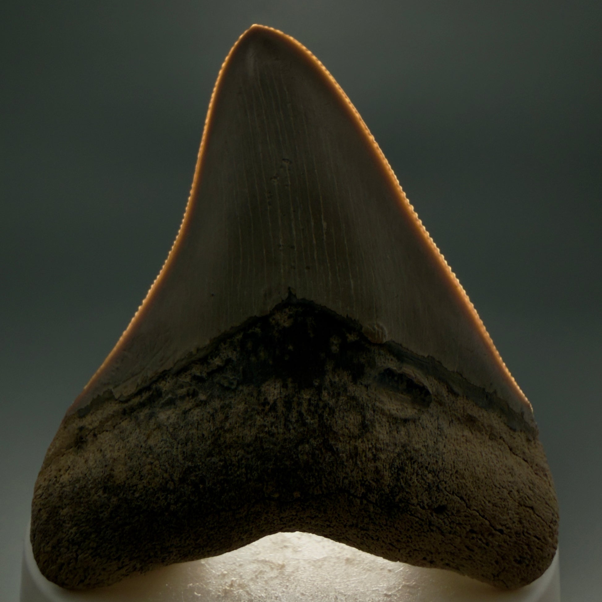 Front View Colorful, sharply serrated 2.68" Fossil Megalodon Shark Tooth - Bone Valley, Florida CM6014 - 1